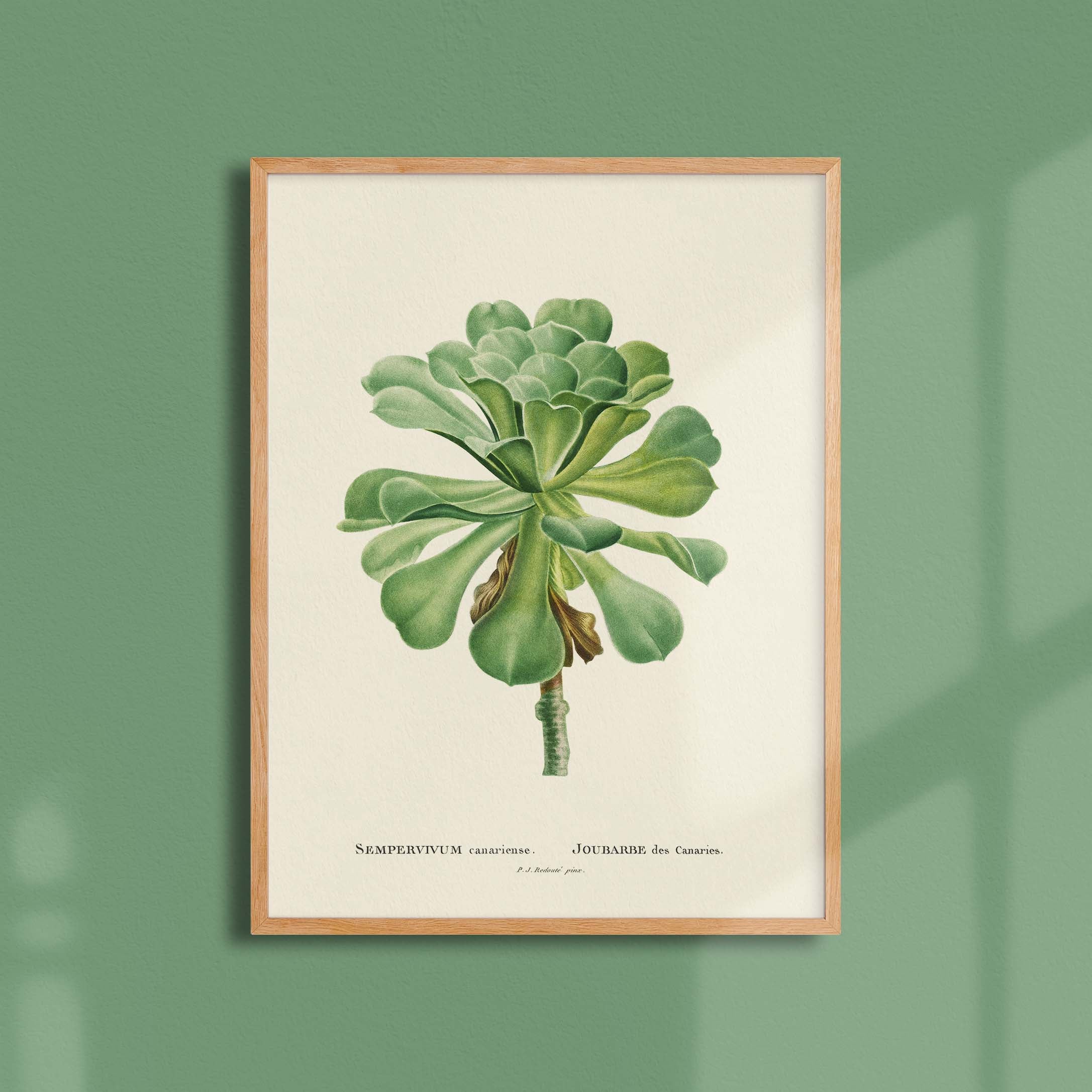 Planche botanique - Sempervivum canariense-oneart.fr