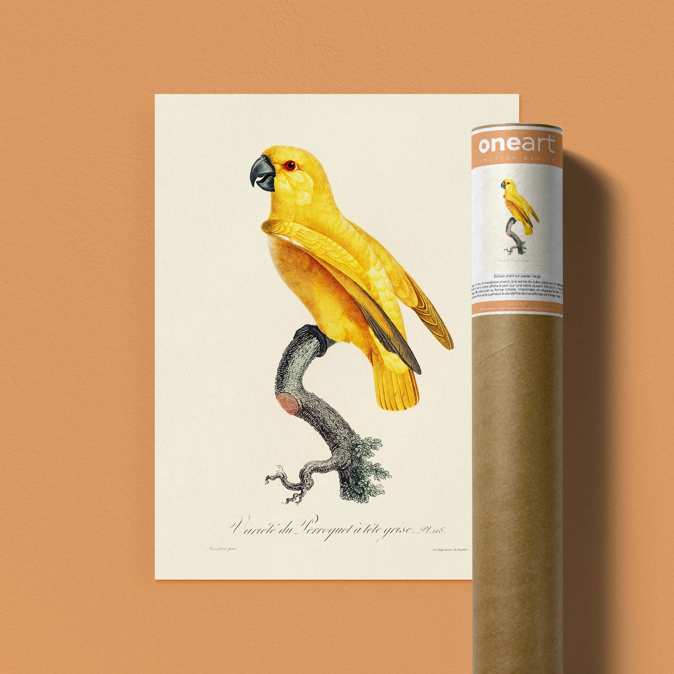 Planche d'ornithologie - Le perroquet à tête grise-oneart.fr