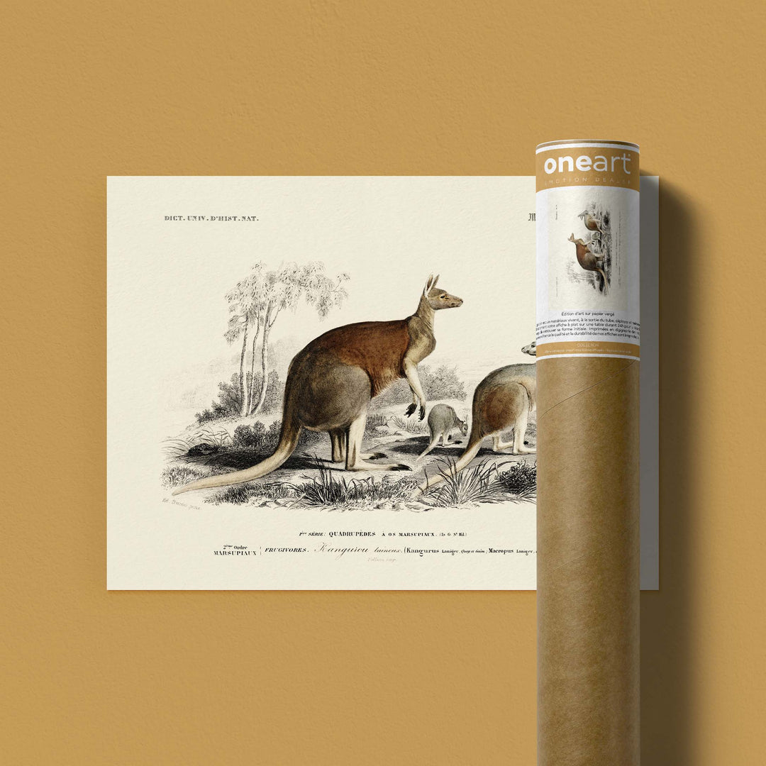Planche de zoologie  - Le kangourou laineux