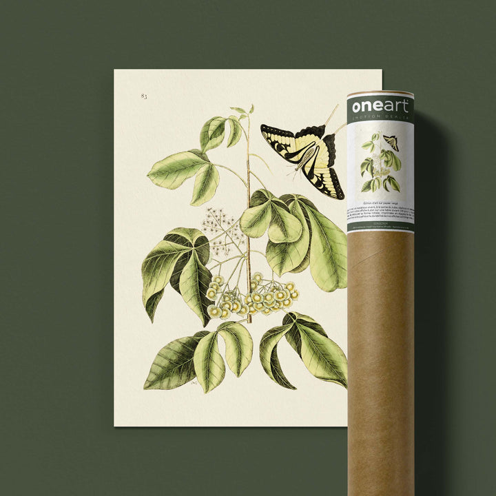 Planche botanique  - Papillon machaon