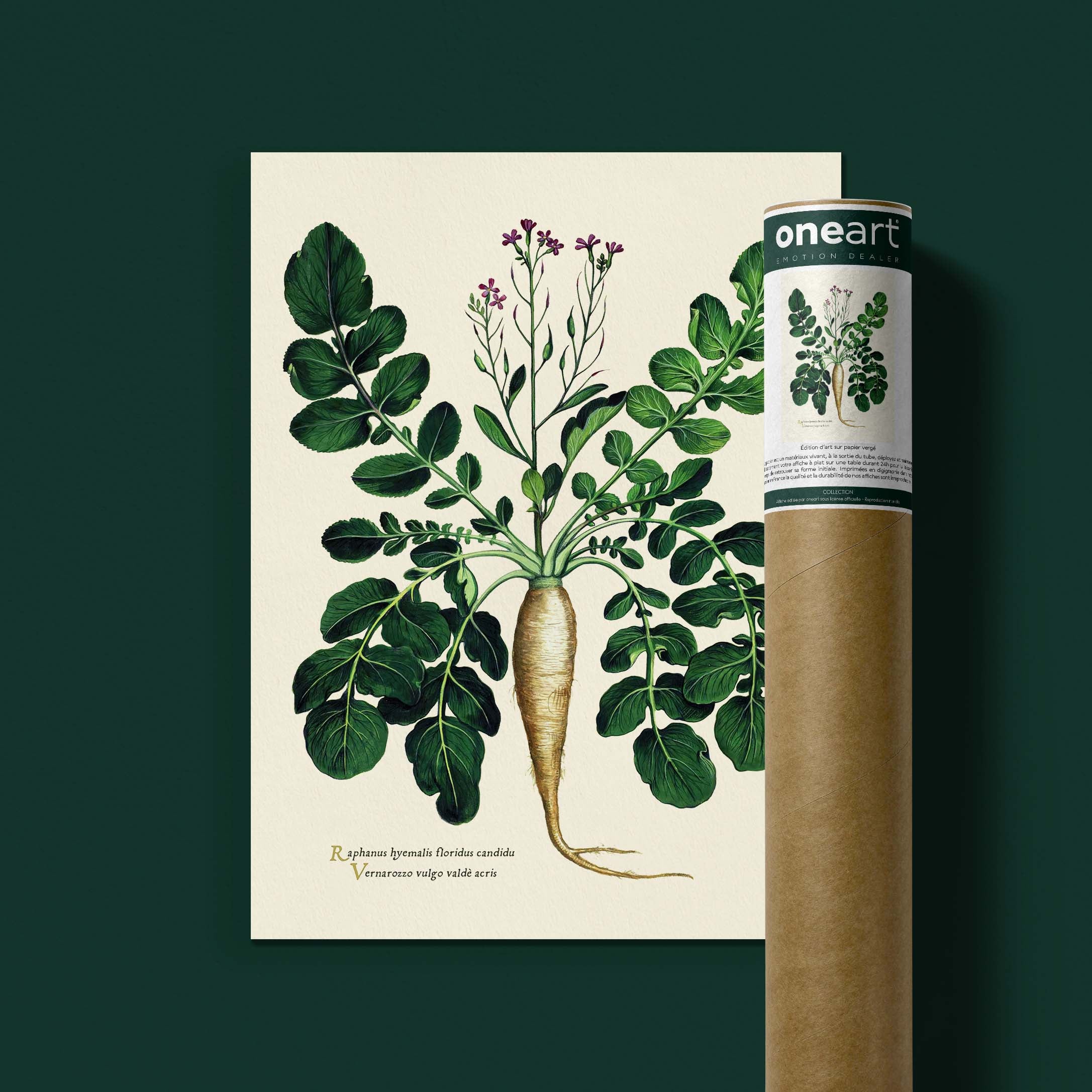 Planche botanique potager - Radis blanc-oneart.fr