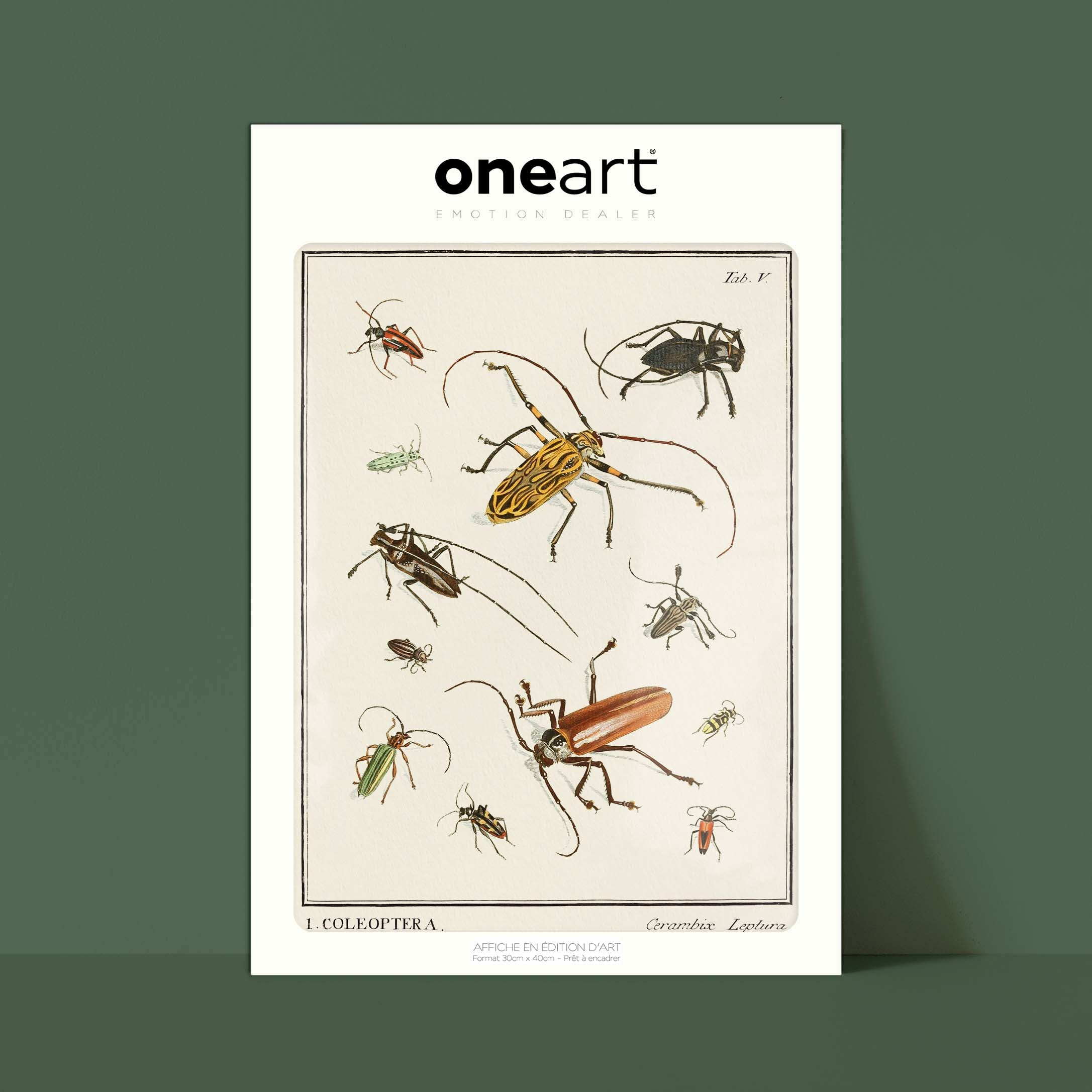 Planche d'entomologie - Coleoptera - 2-oneart.fr