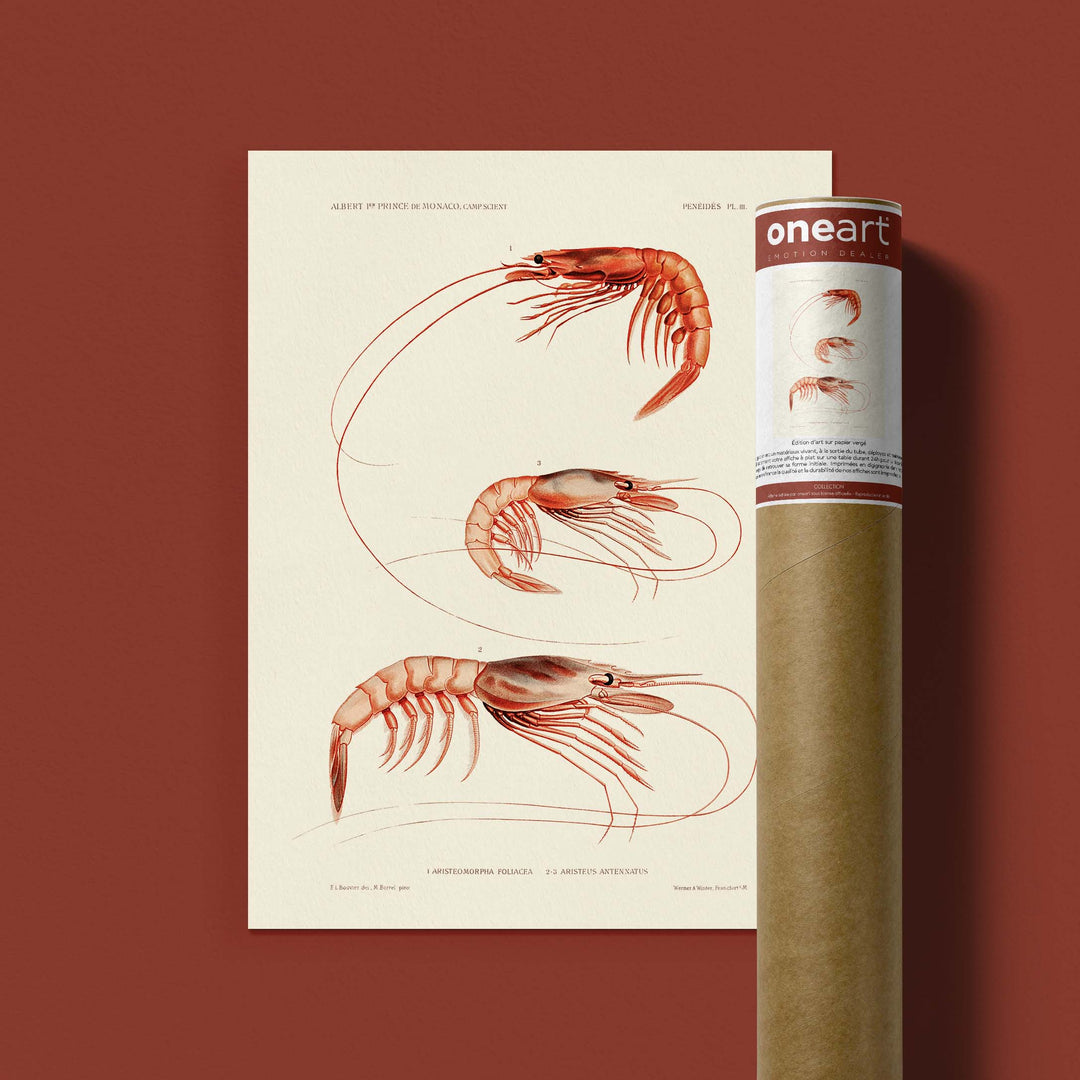 Affiche océan - Les crevettes