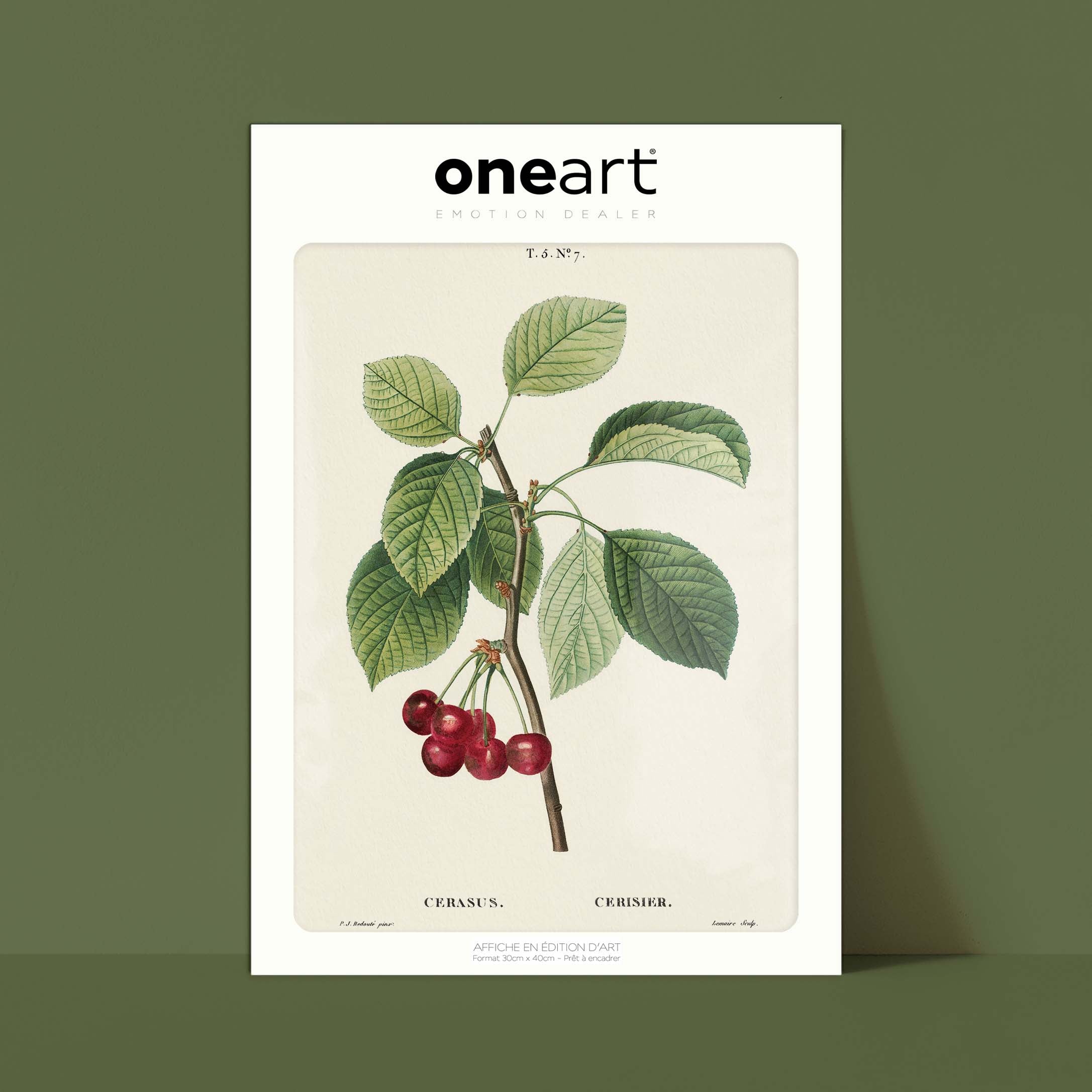 Planche botanique fruit - Cerisier-oneart.fr