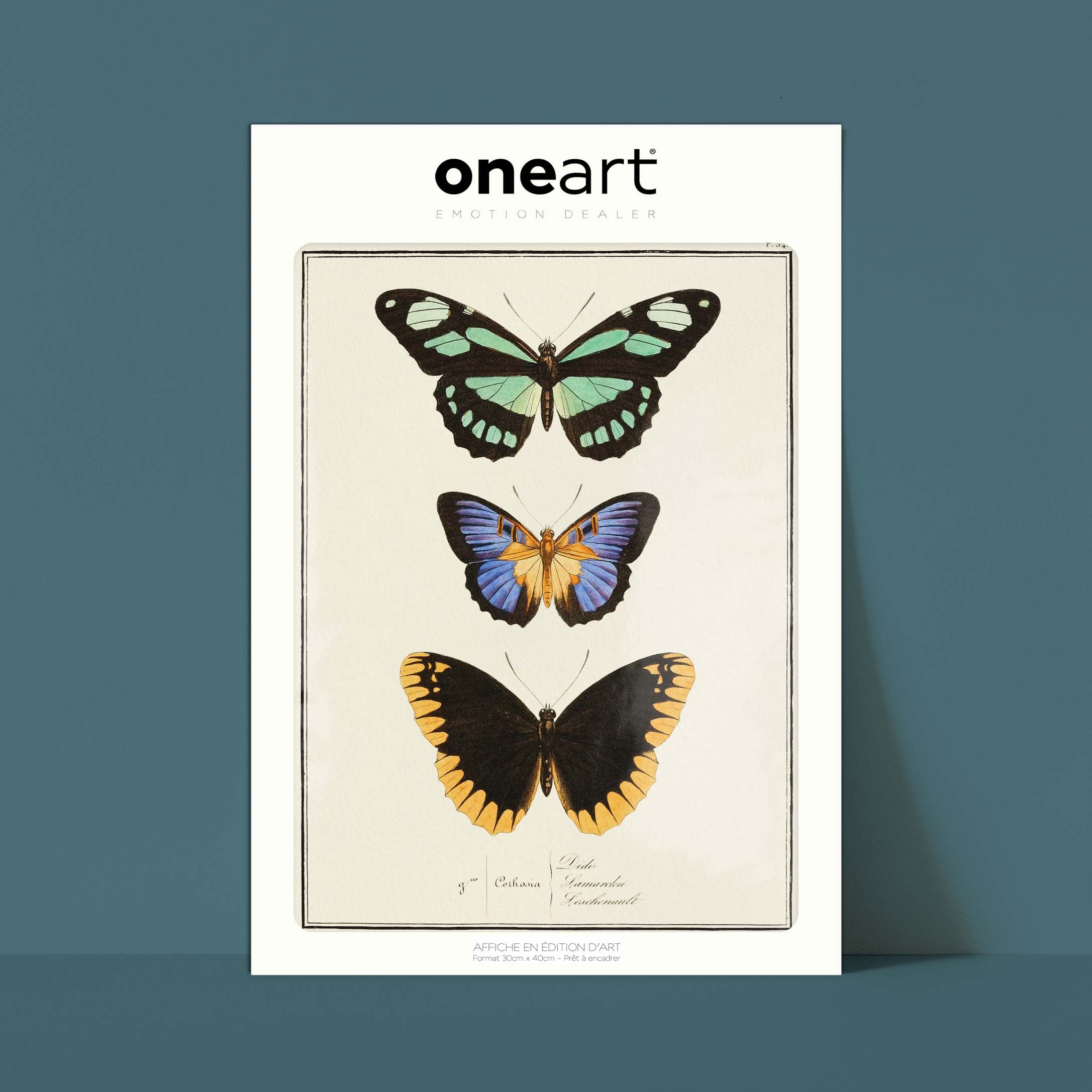 Planche d'entomologie Papillons - N°54-oneart.fr