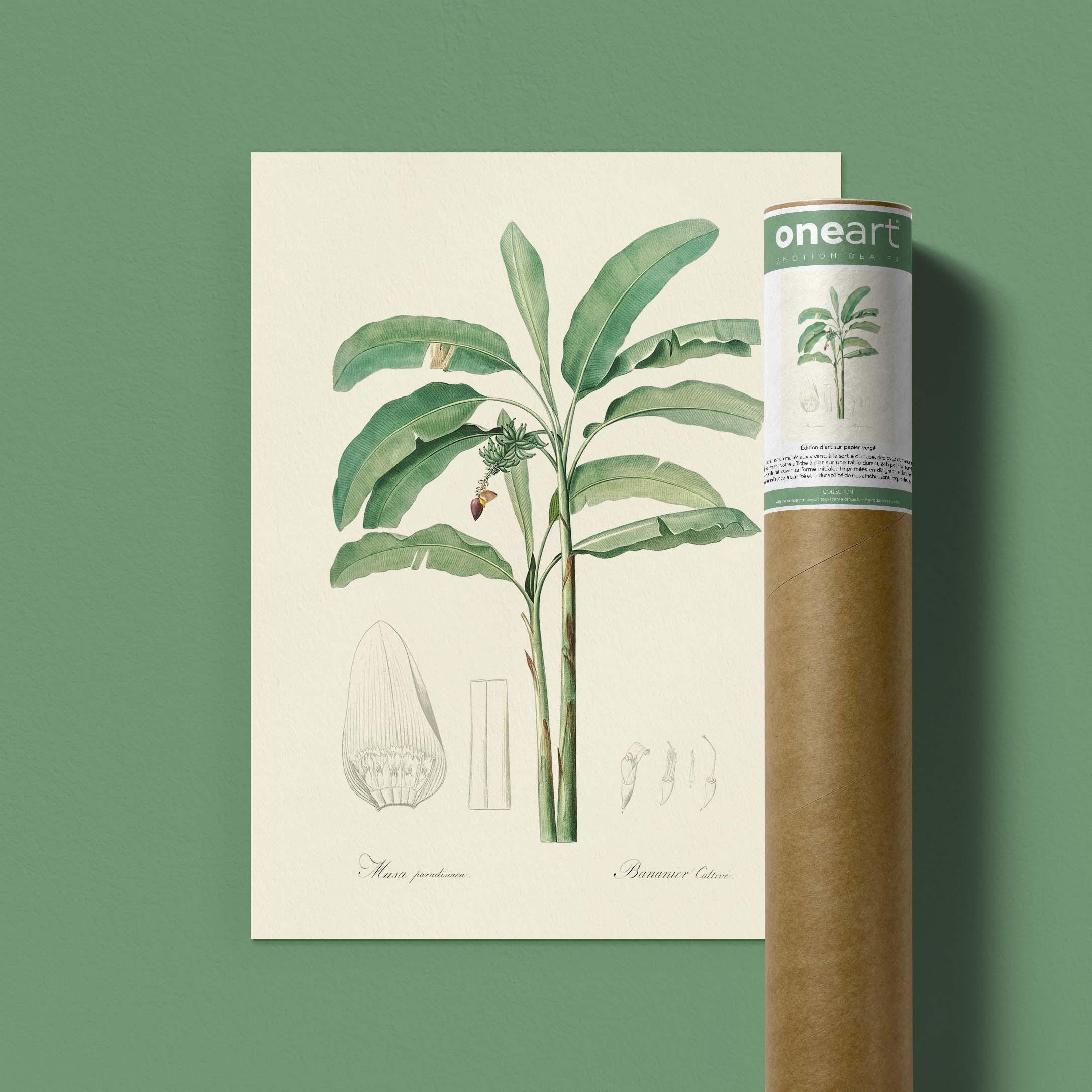 Planche botanique - Bananier cultivé-oneart.fr