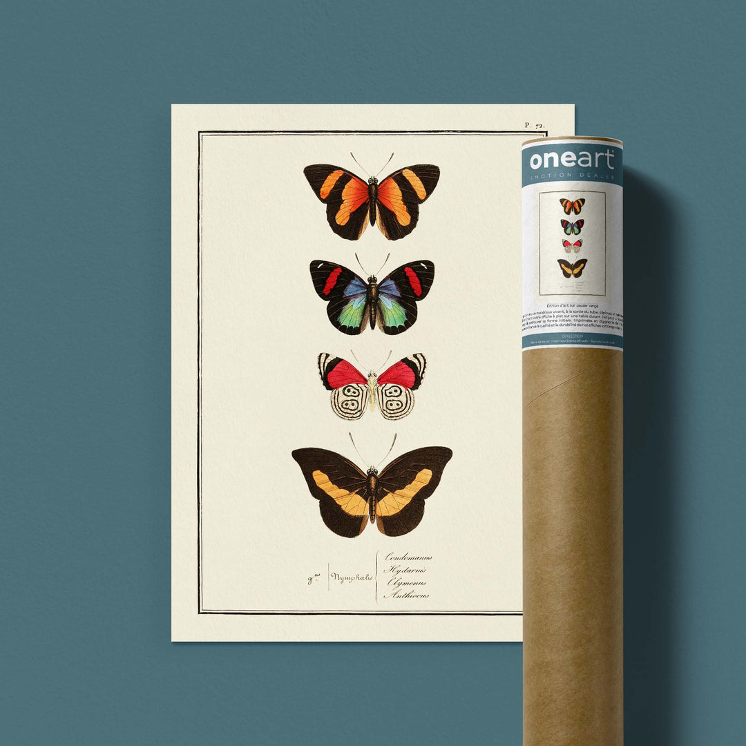 Planche d'entomologie Papillons -  N°72