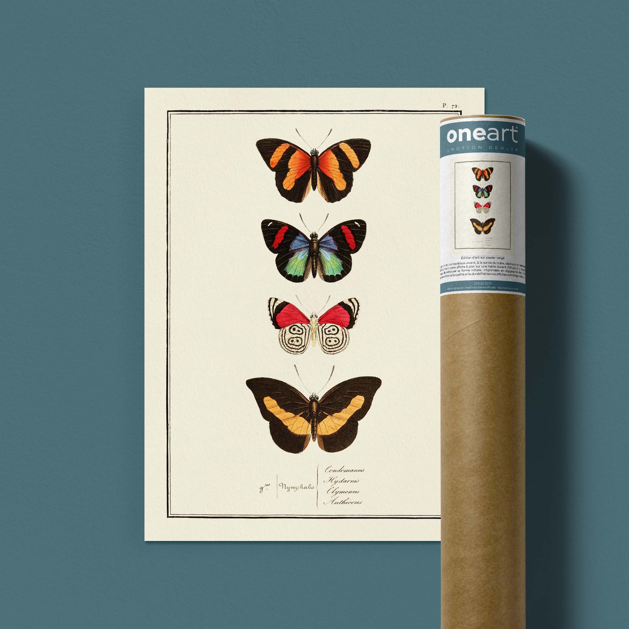 Planche d'entomologie Papillons - N°72-oneart.fr
