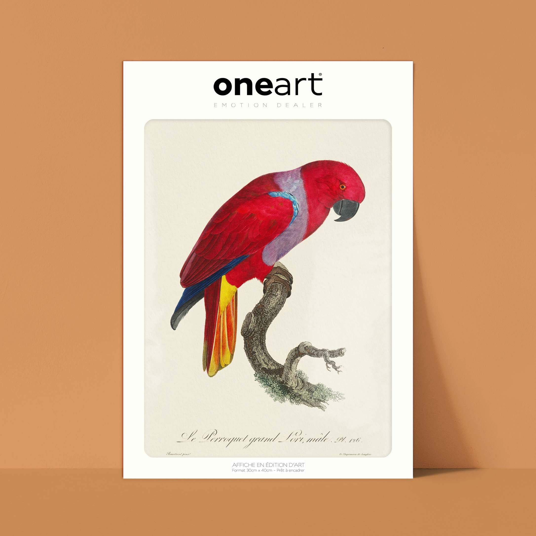 Planche d'ornithologie - Le perroquet grand Lori-oneart.fr