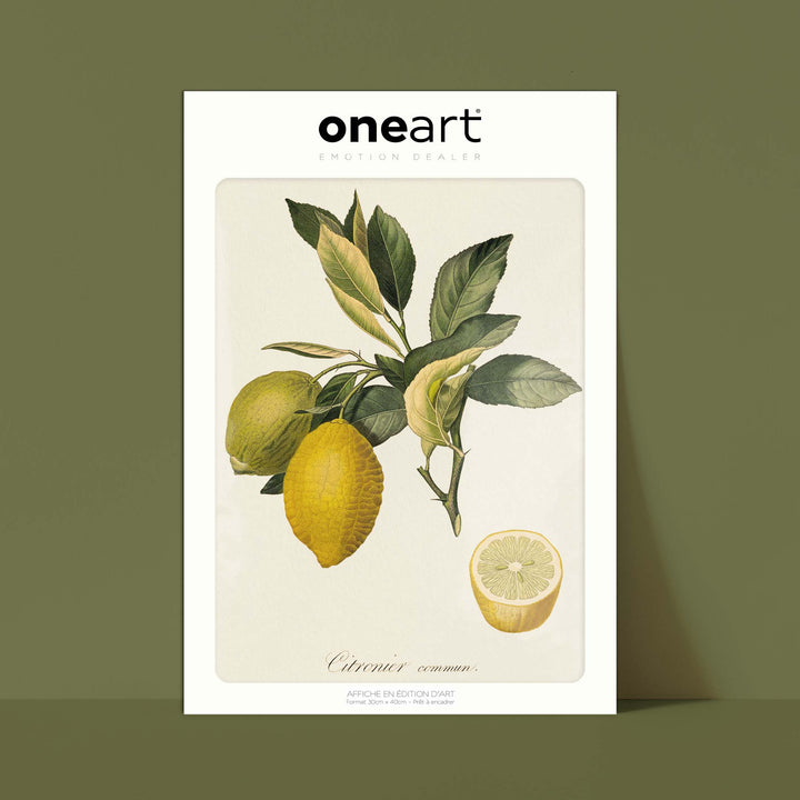 Planche botanique fruit - Citronnier commun