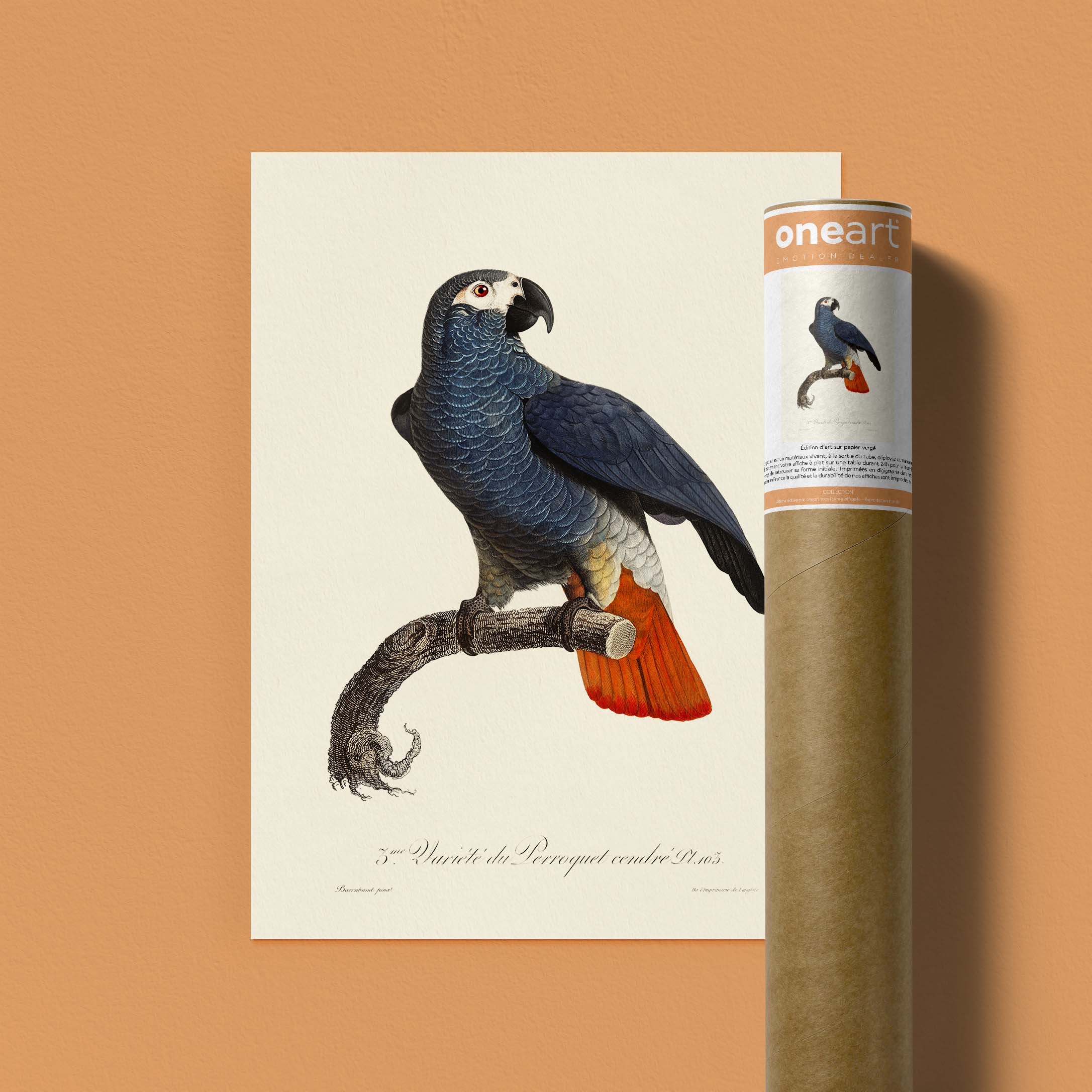 Planche d'ornithologie - Le Perroquet cendré-oneart.fr
