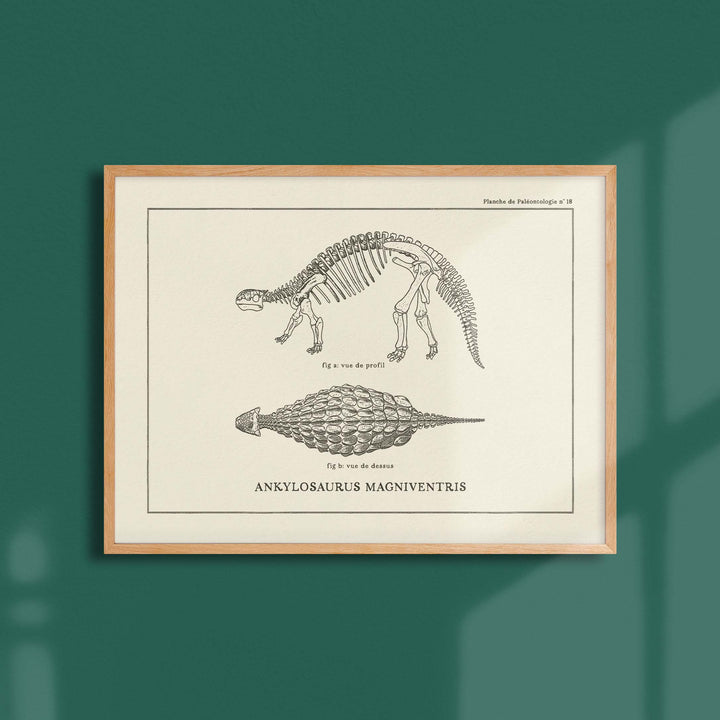 Affiche Dinosaure - Squelette d'ankylosaure