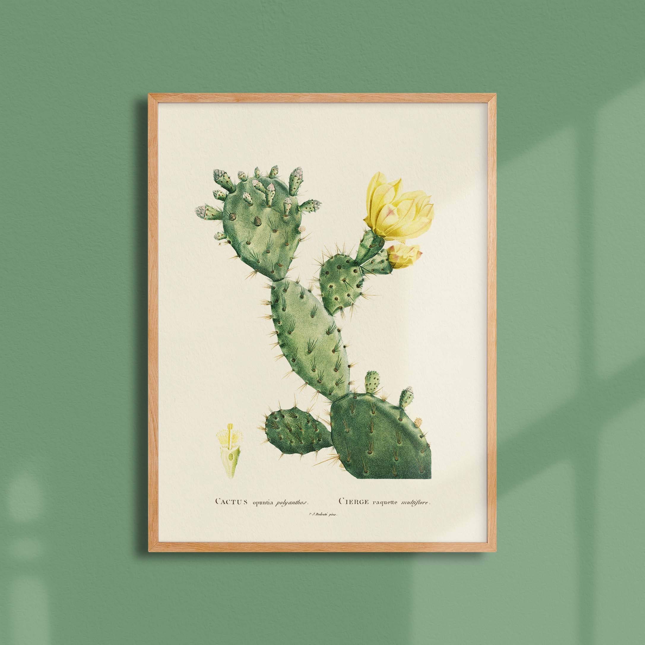 Planche botanique - Cactus opuntia polyanthos-oneart.fr