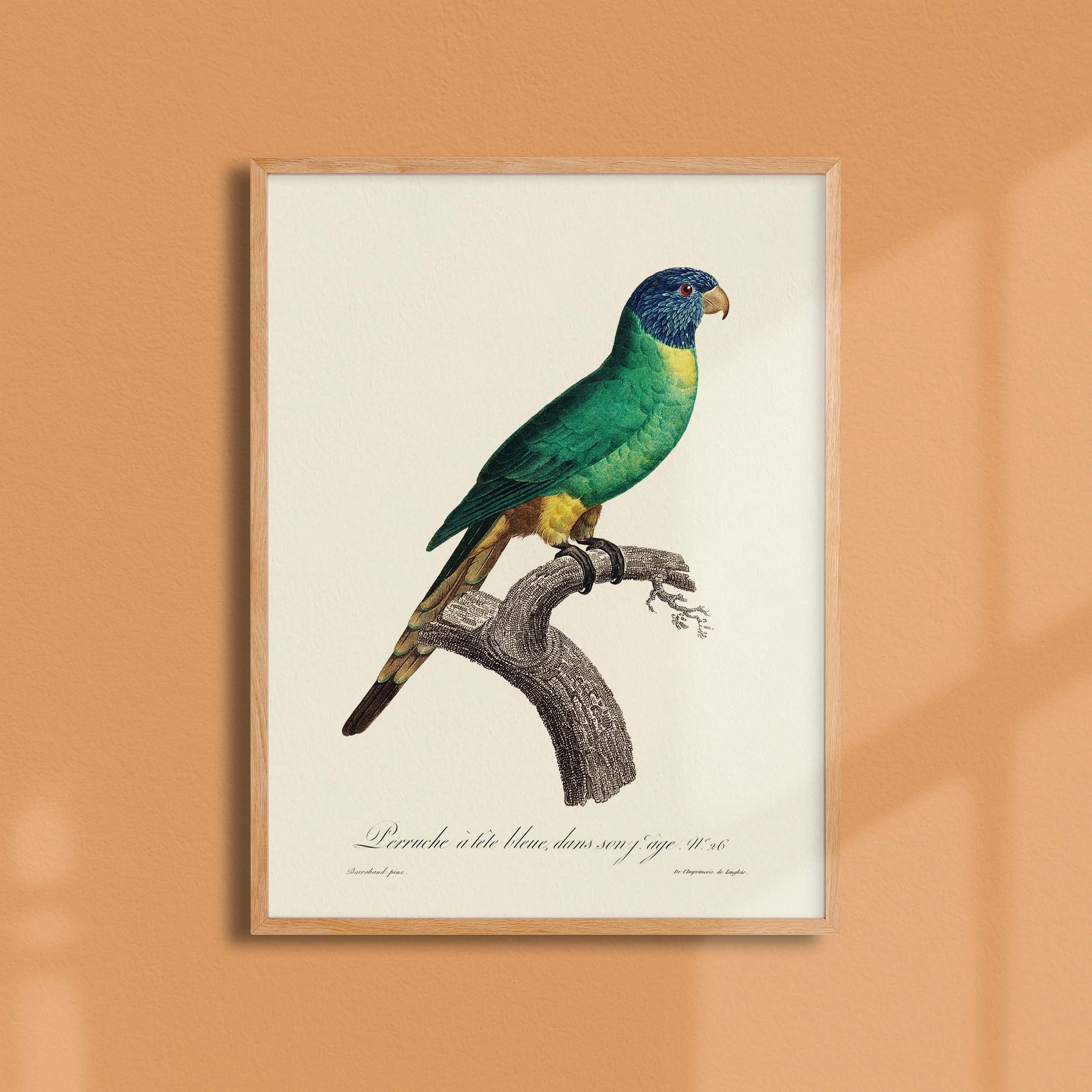 Planche d'ornithologie - La perruche à tête bleue-oneart.fr