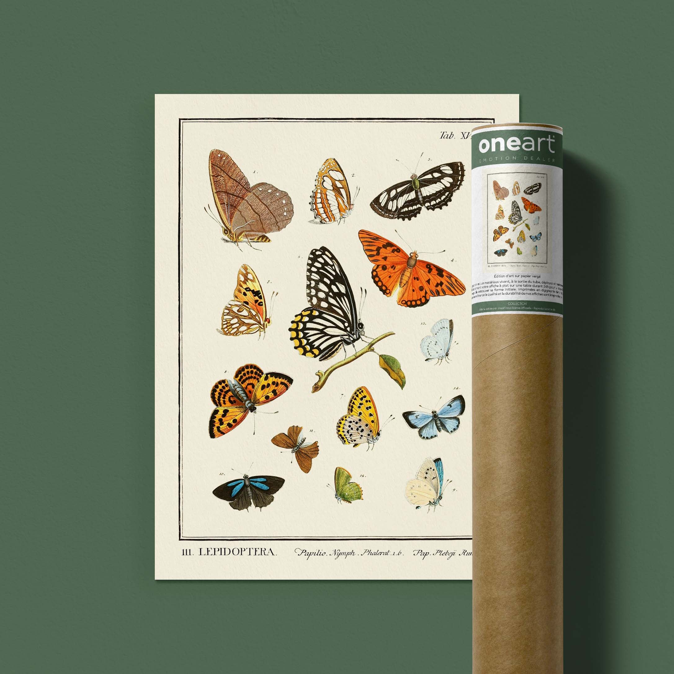 Planche d'entomologie - Lepidoptera - 2-oneart.fr