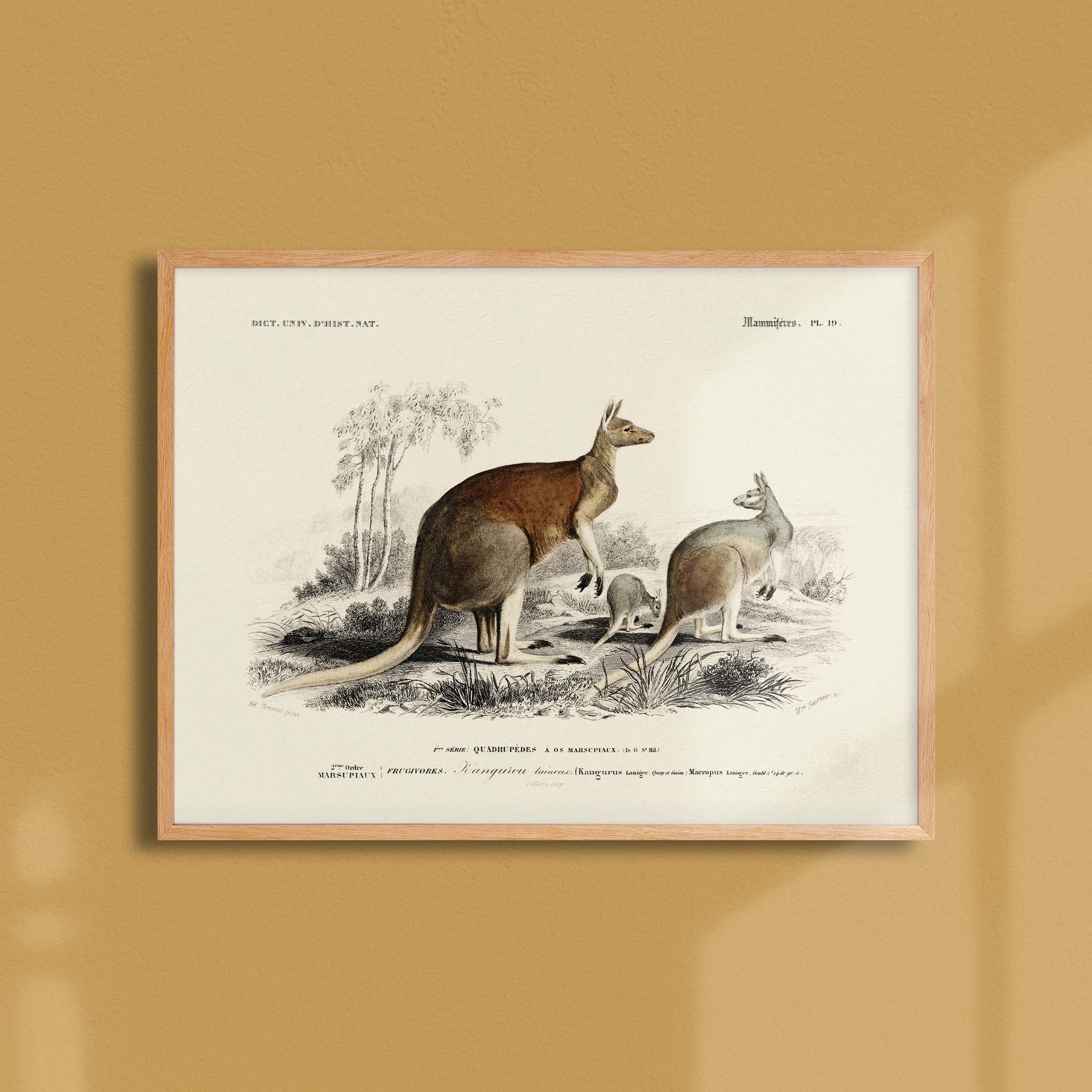 Planche de zoologie - Le kangourou laineux-oneart.fr