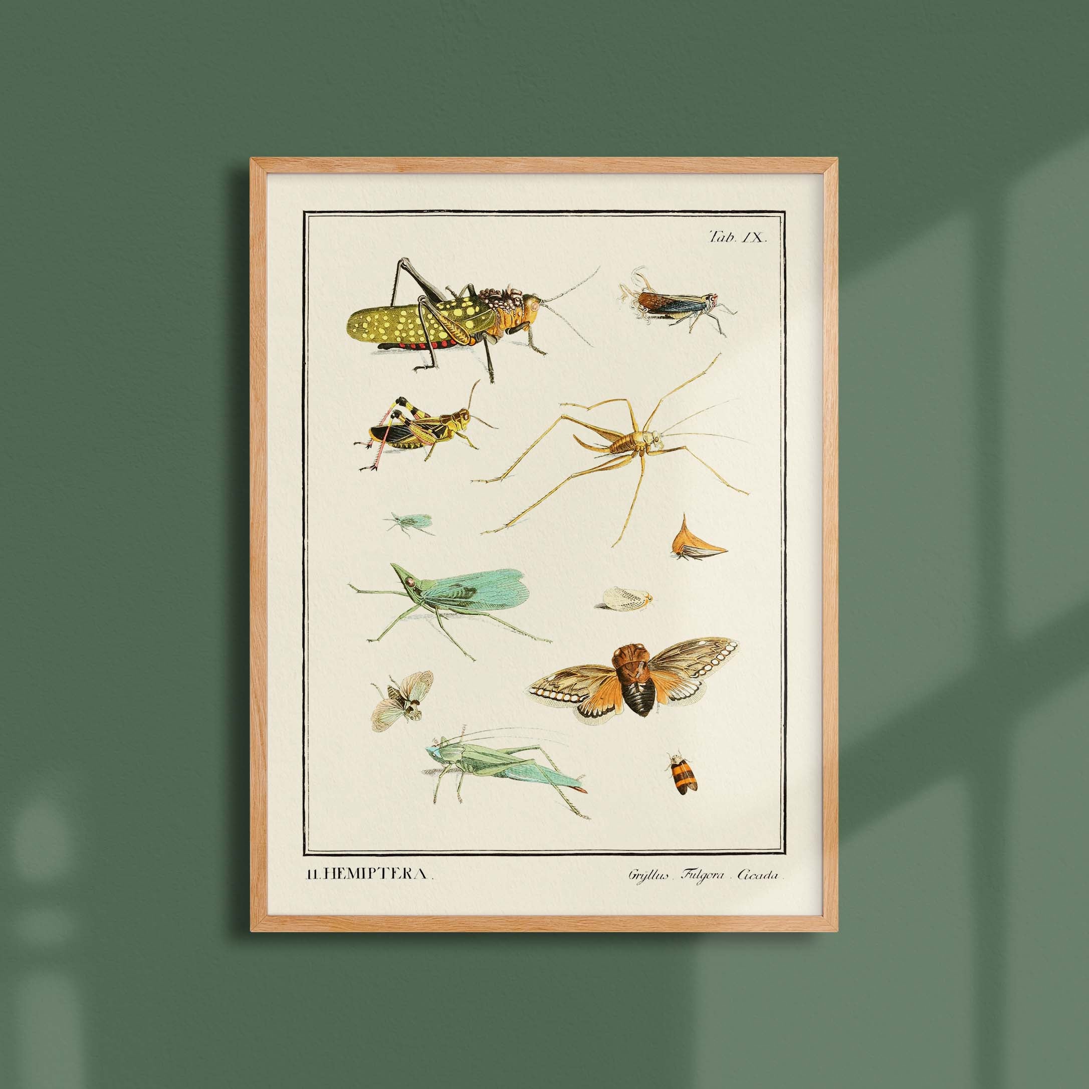 Planche d'entomologie - Hemiptera-oneart.fr