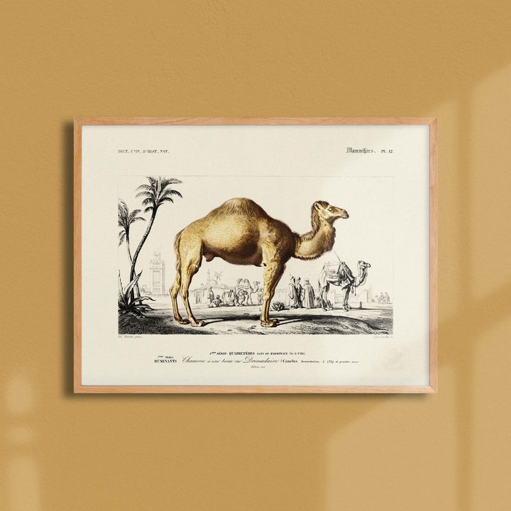 Planche de zoologie  - Le dromadaire