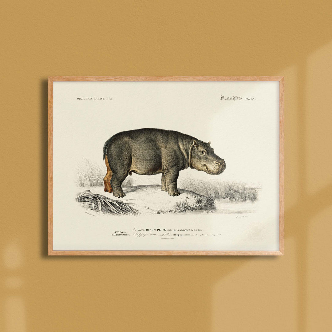 Board of zoology - The amphibious hippopotamus