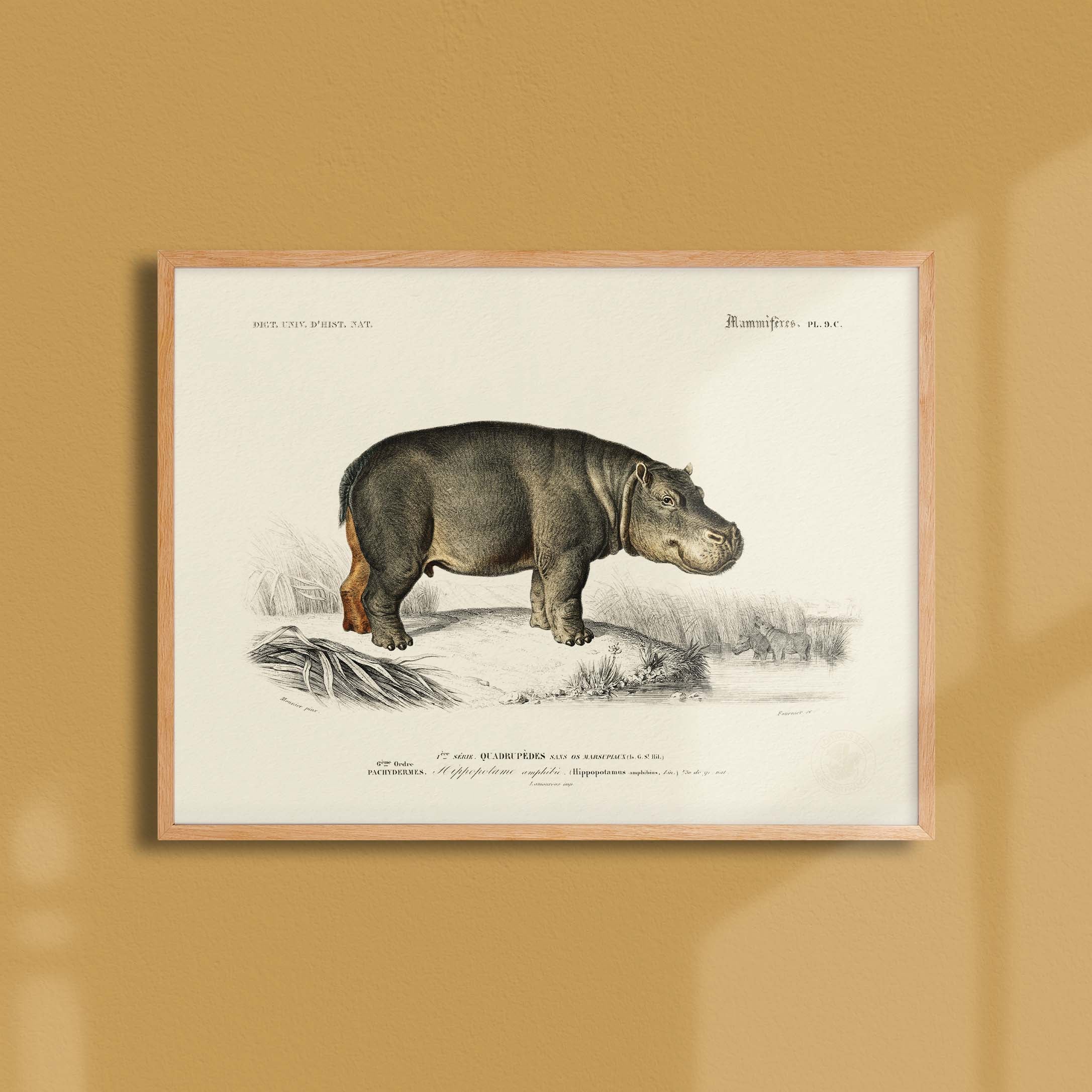 Planche de zoologie - L'hippopotame amphibie-oneart.fr
