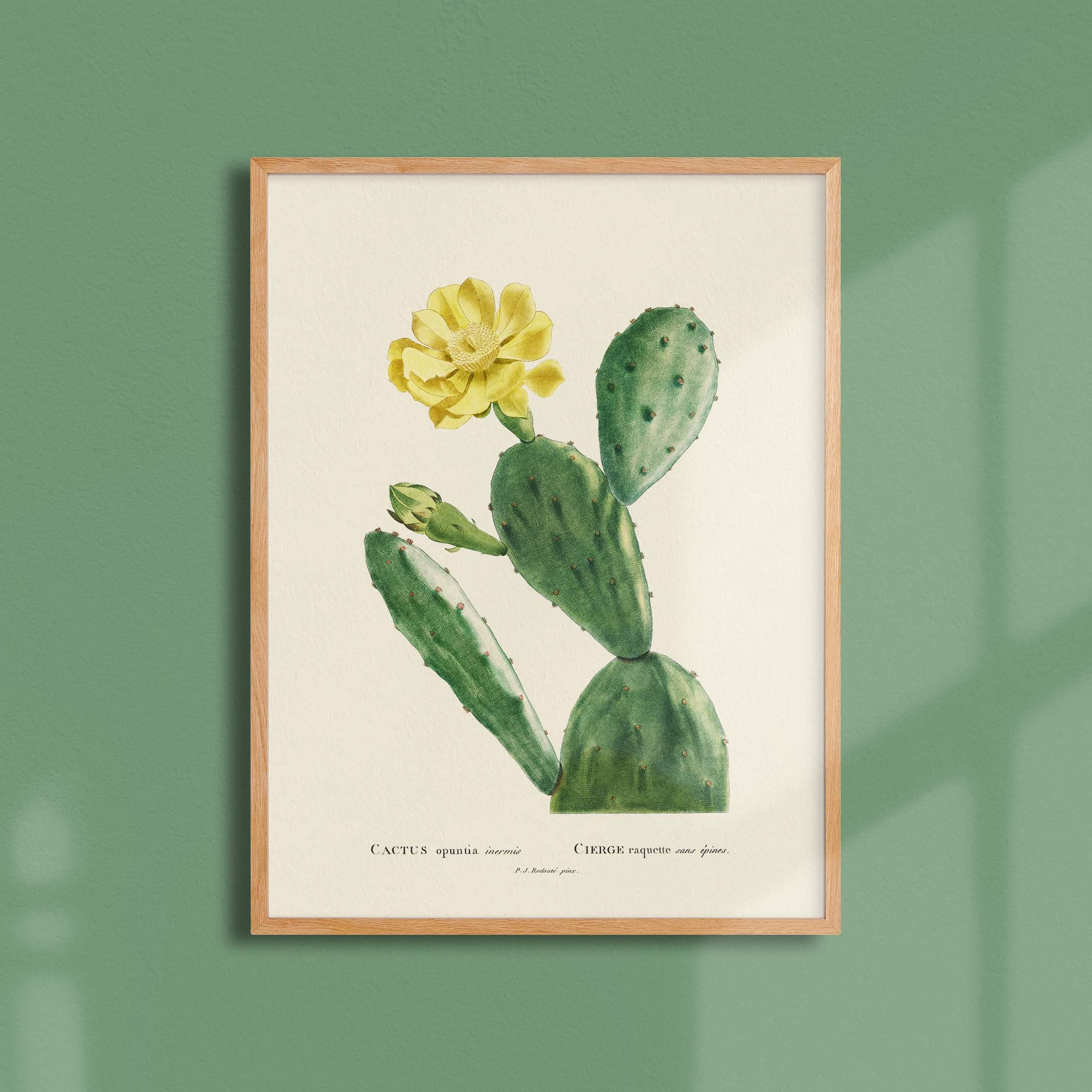 Planche botanique - Cactus opuntia inermis-oneart.fr