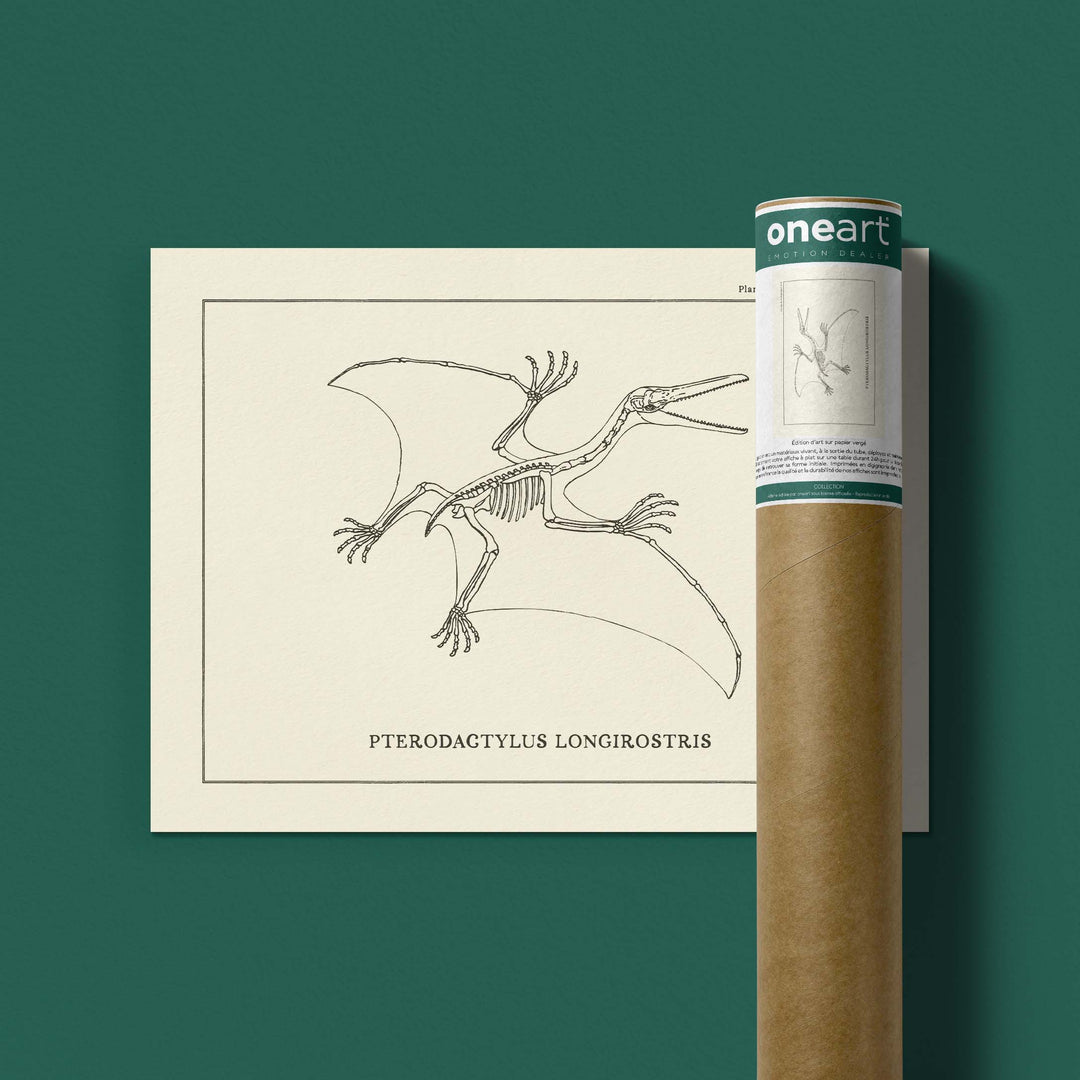 Affiche Dinosaure - Squelette de Pterodactyle