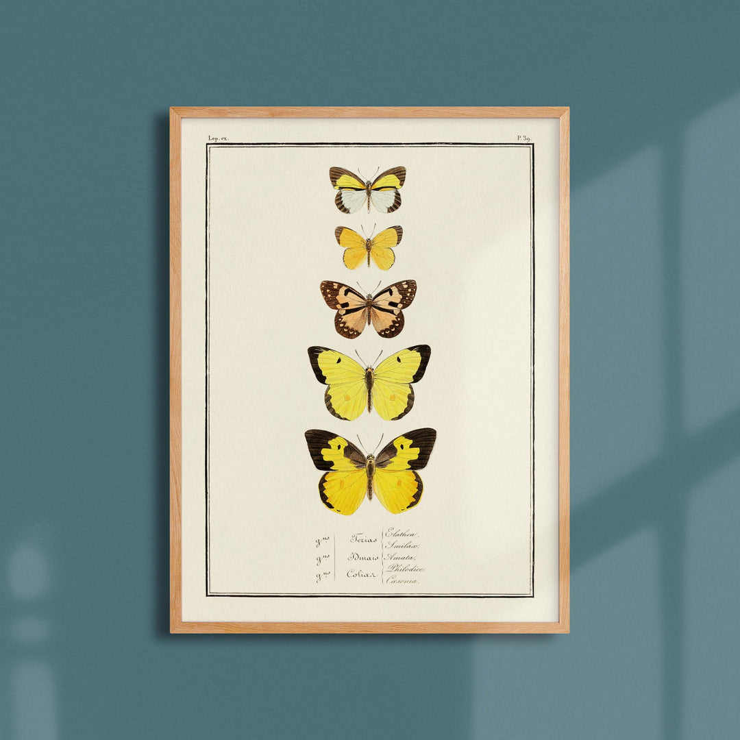 Planche d'entomologie Papillons -  N°39
