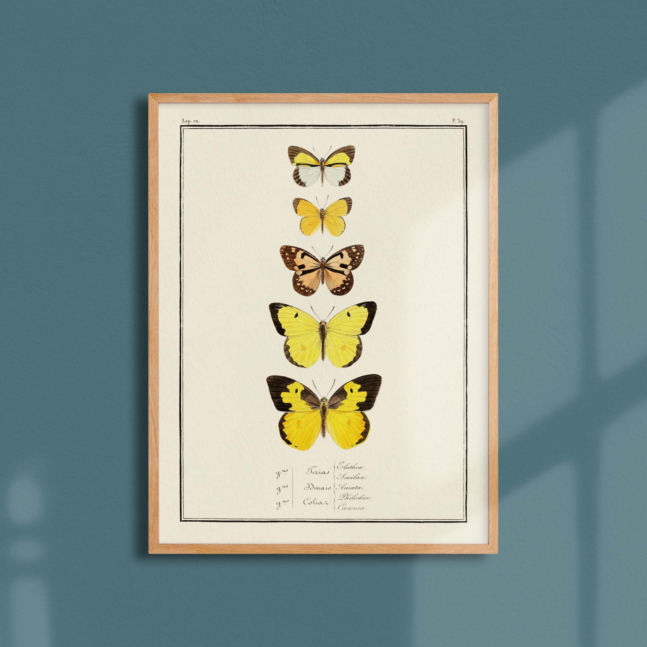 Planche d'entomologie Papillons - N°39-oneart.fr