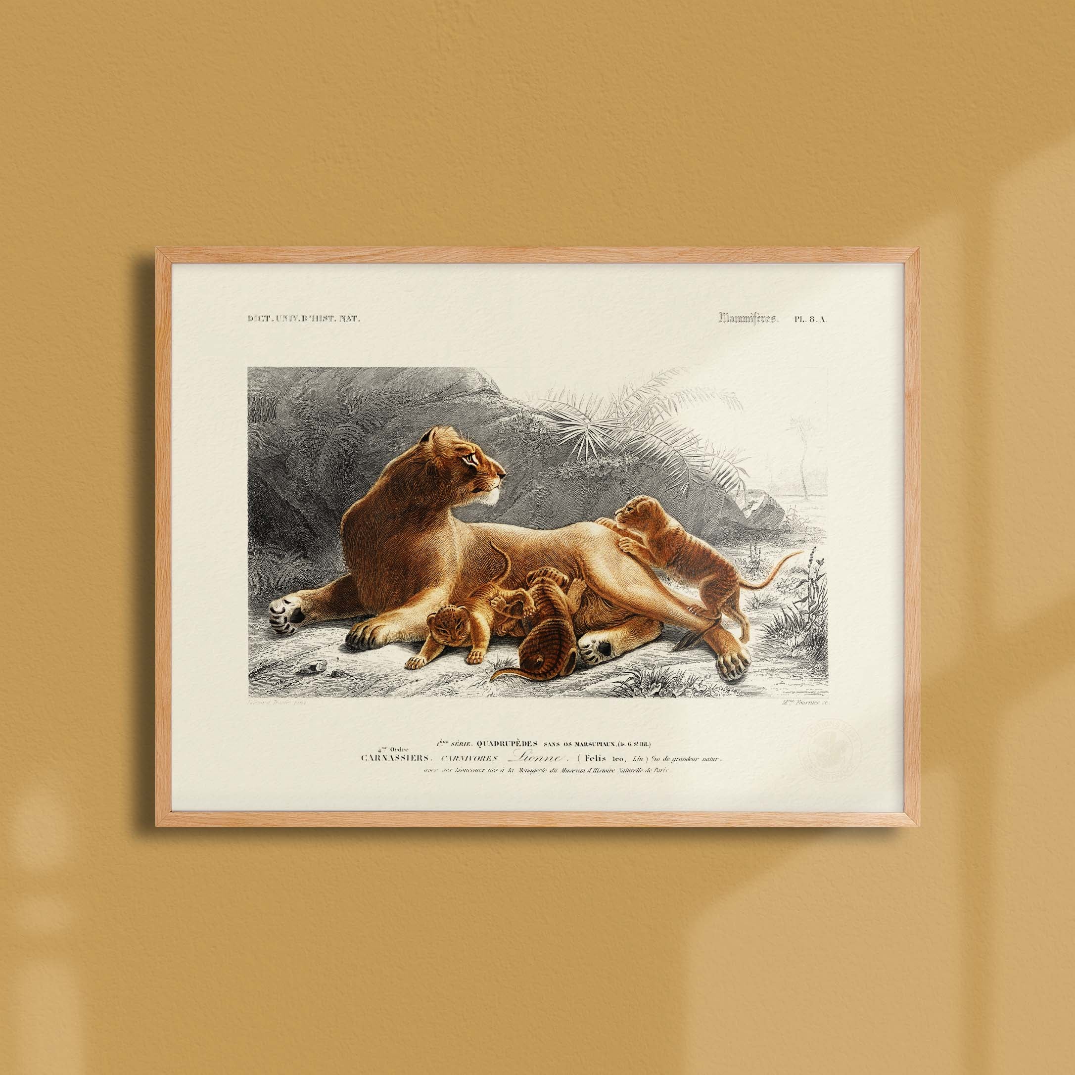 Planche de zoologie - La lionne et ses lionceaux-oneart.fr