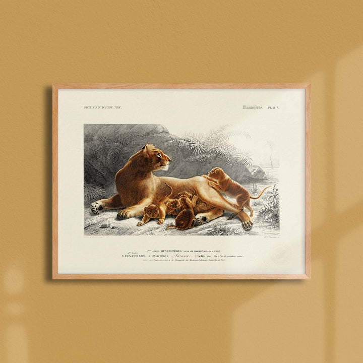 Planche de zoologie  - La lionne et ses lionceaux