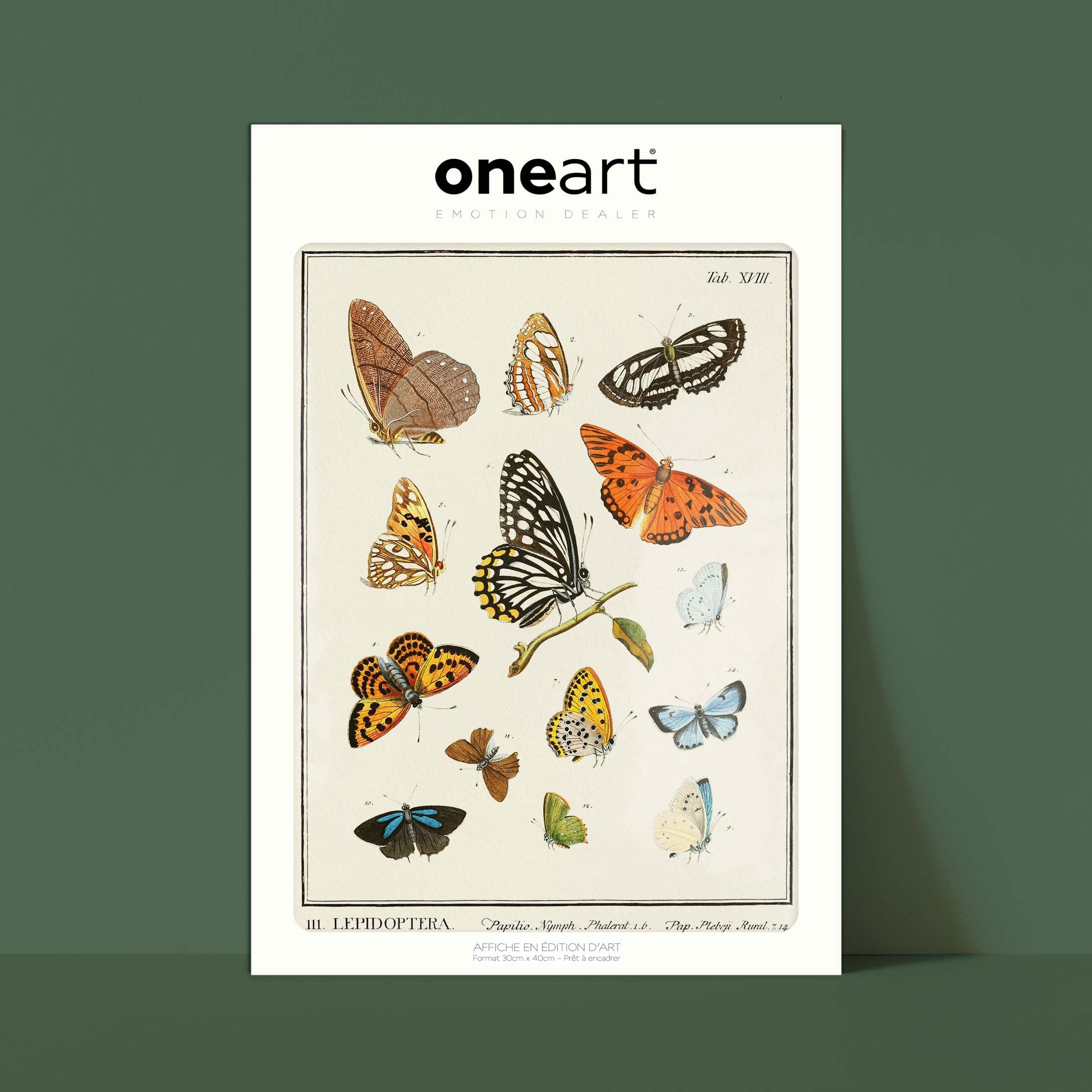 Planche d'entomologie - Lepidoptera - 2-oneart.fr