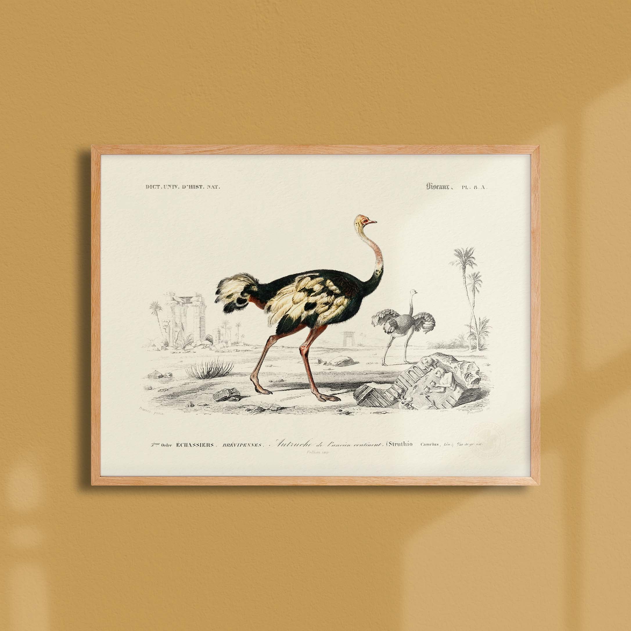 Planche de zoologie - L'autruche de l'ancien continent-oneart.fr