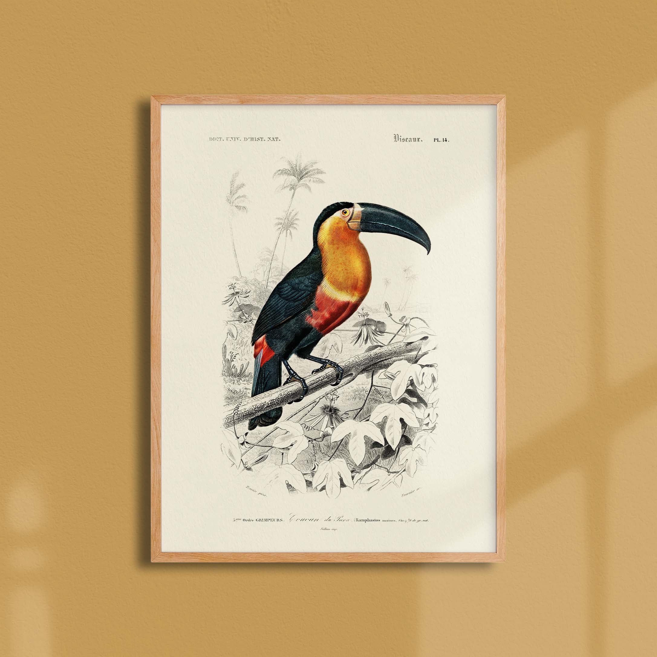 Planche de zoologie - Le toucan de para-oneart.fr