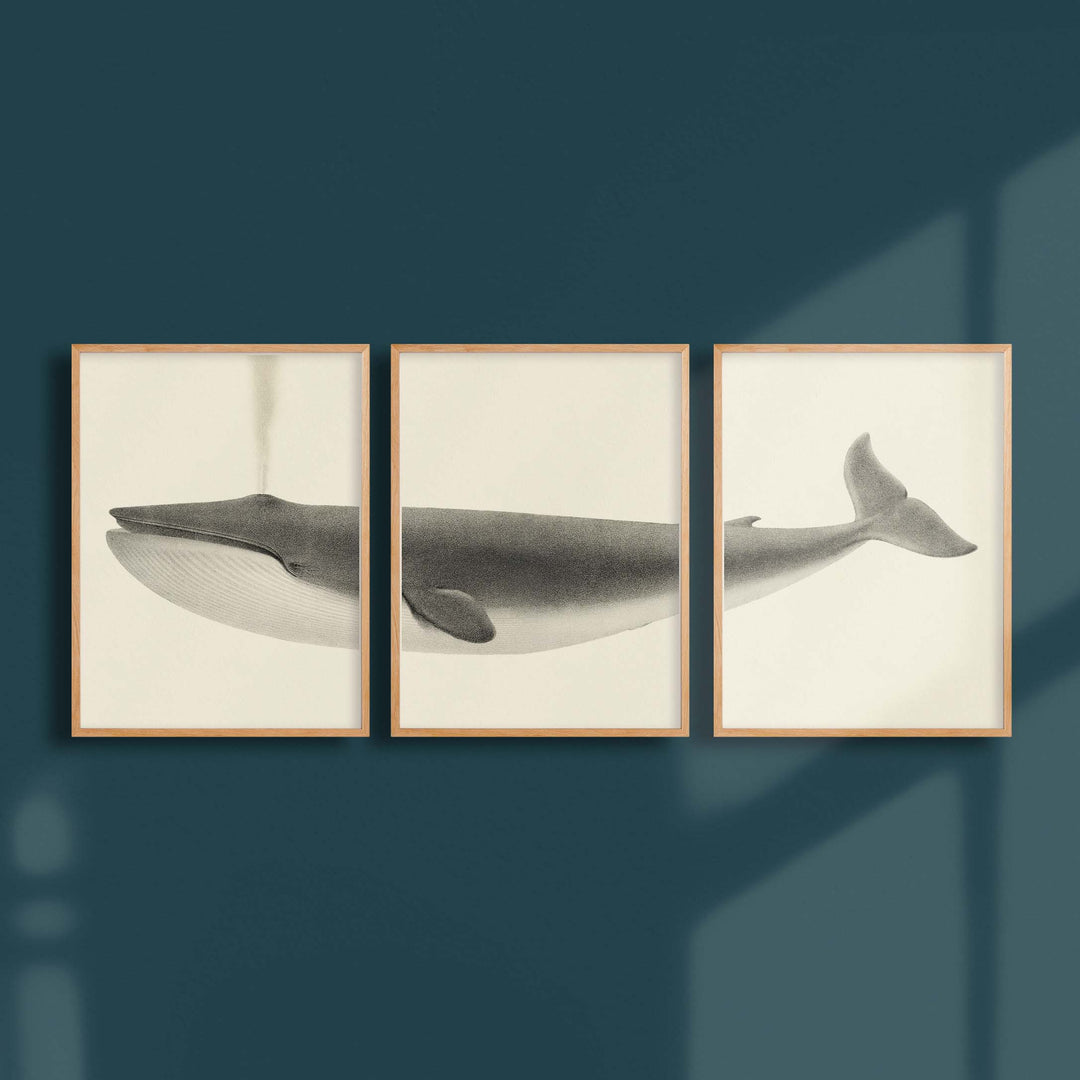 Triptych - The blue whale