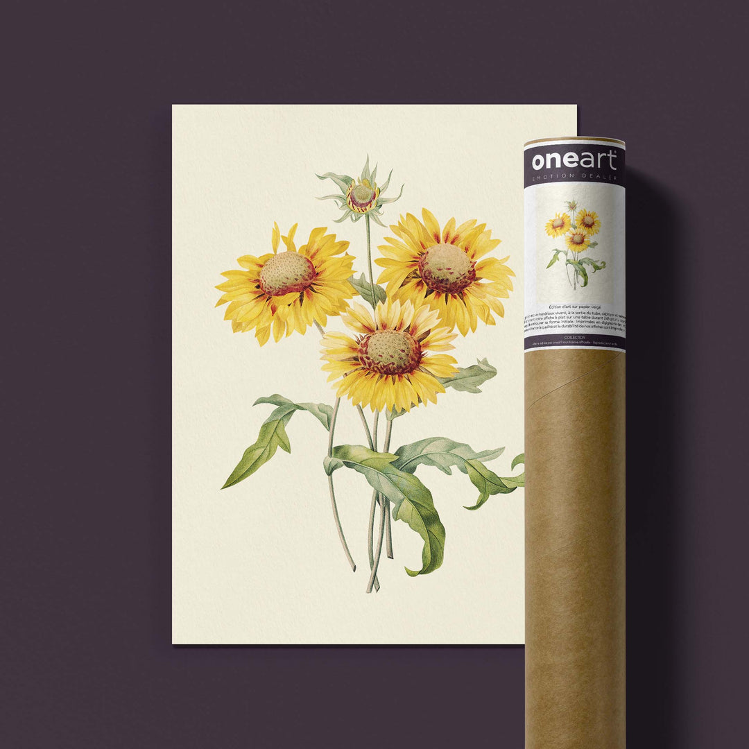 Planche botanique  - Galardia