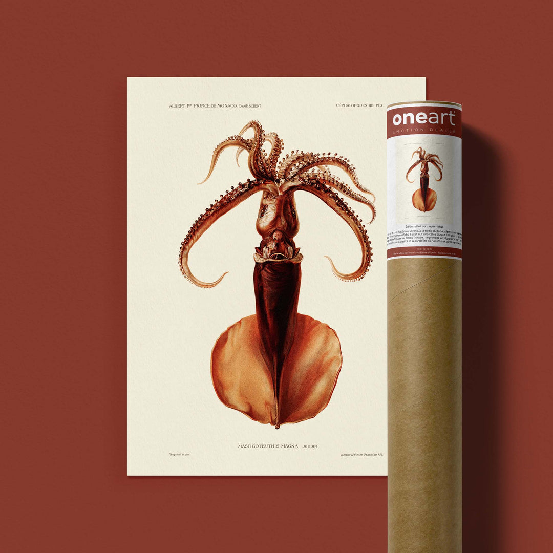Affiche océan - Le calamar