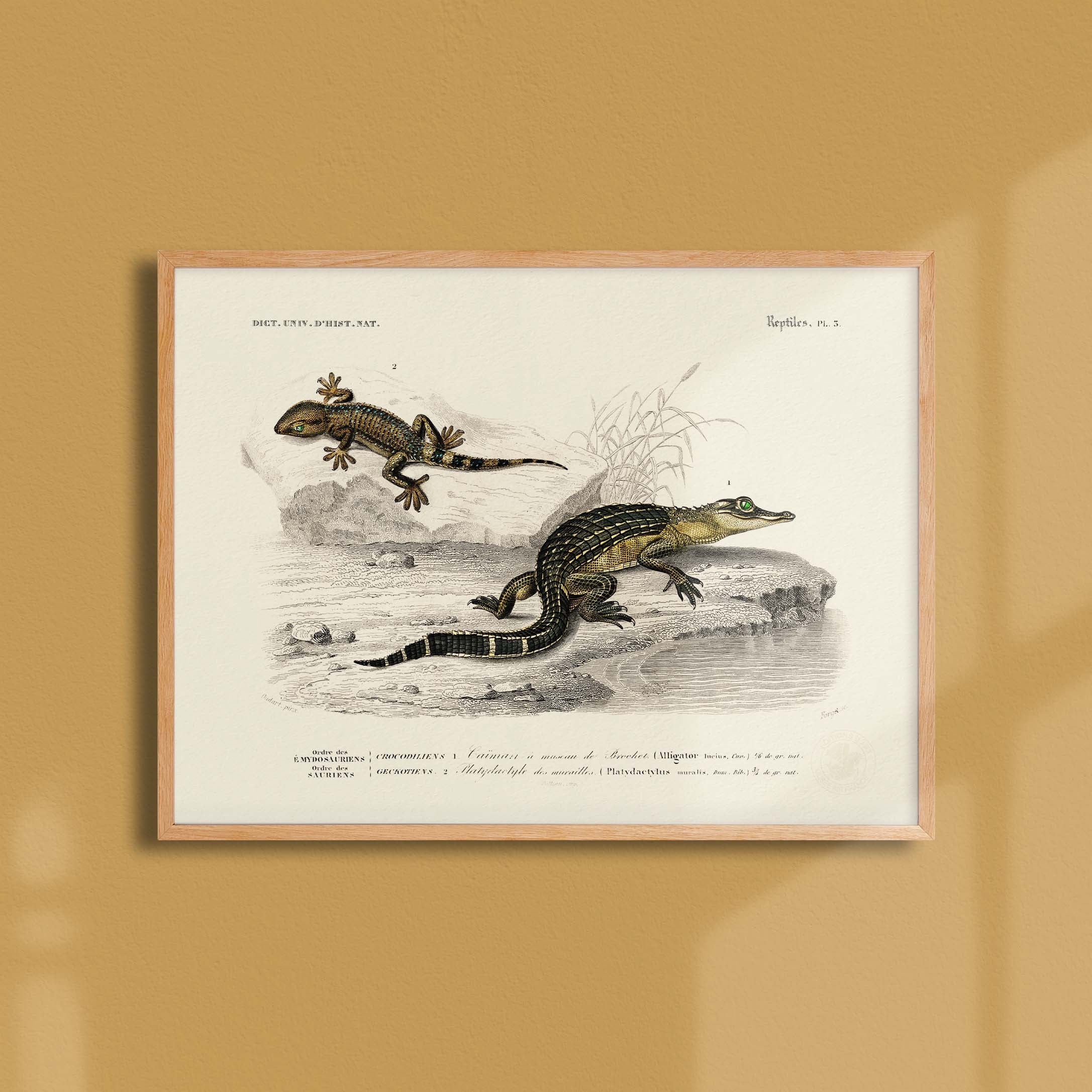 Planche de zoologie - Le caïman et le platydactyle-oneart.fr