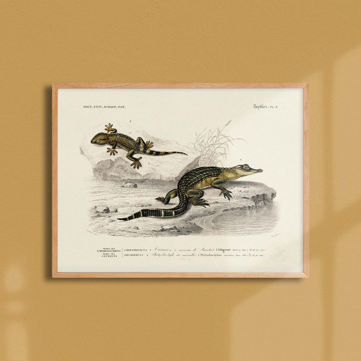 Planche de zoologie  - Le caïman et le platydactyle