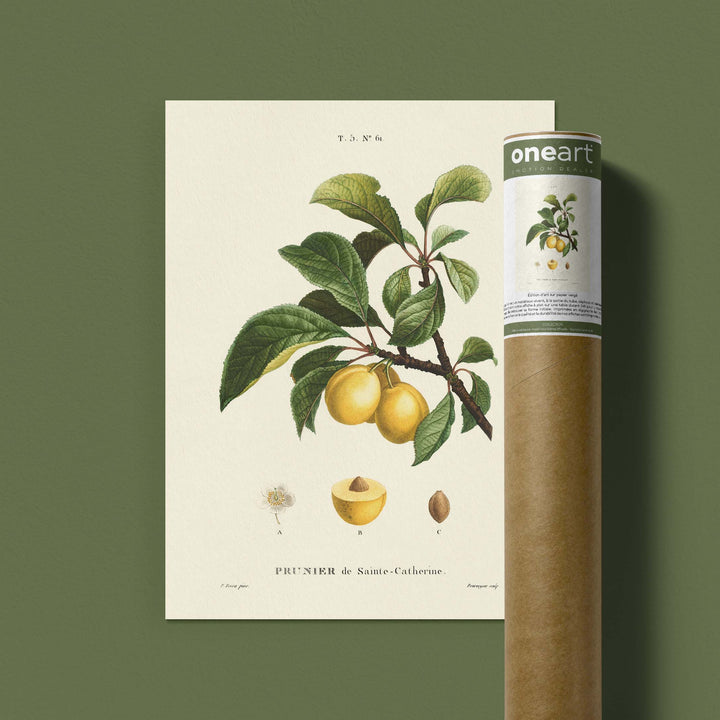 Planche botanique fruit - Prunier de Sainte Catherine