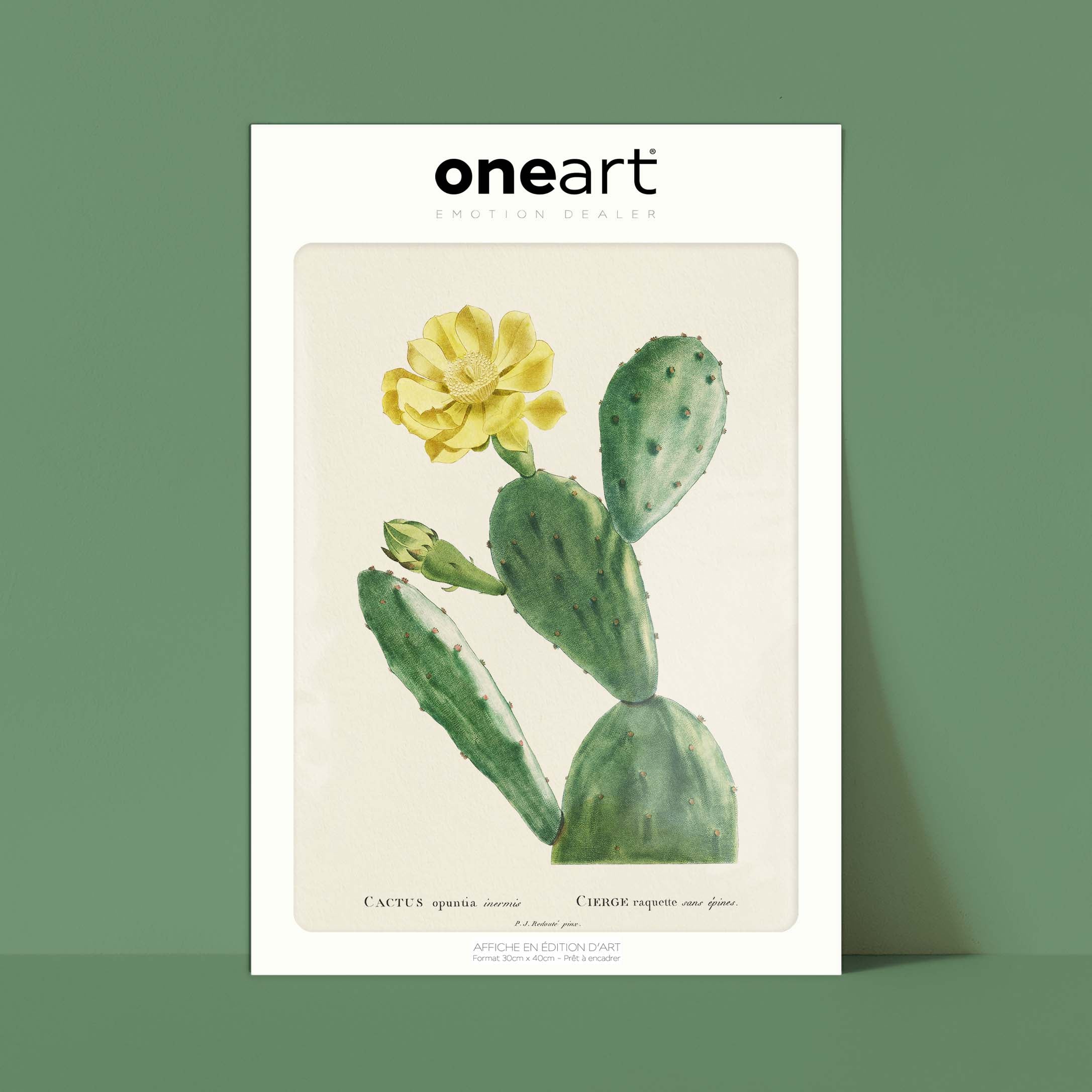 Planche botanique - Cactus opuntia inermis-oneart.fr