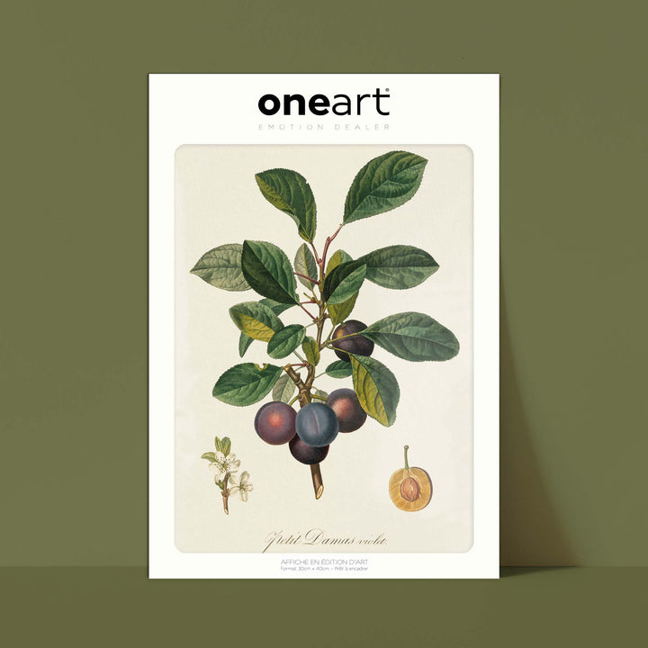 Planche botanique fruit - Petit damas violet