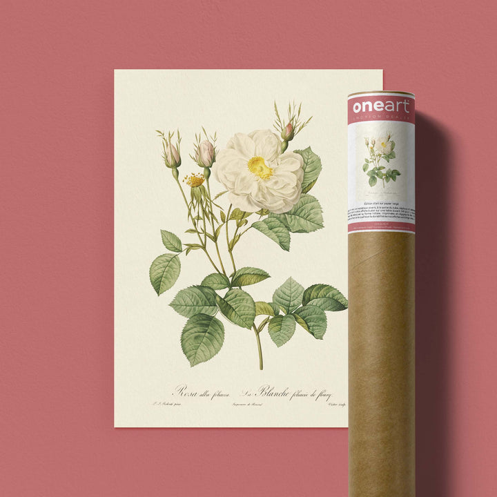 Planche botanique  - La Blanche foliacée de fleury
