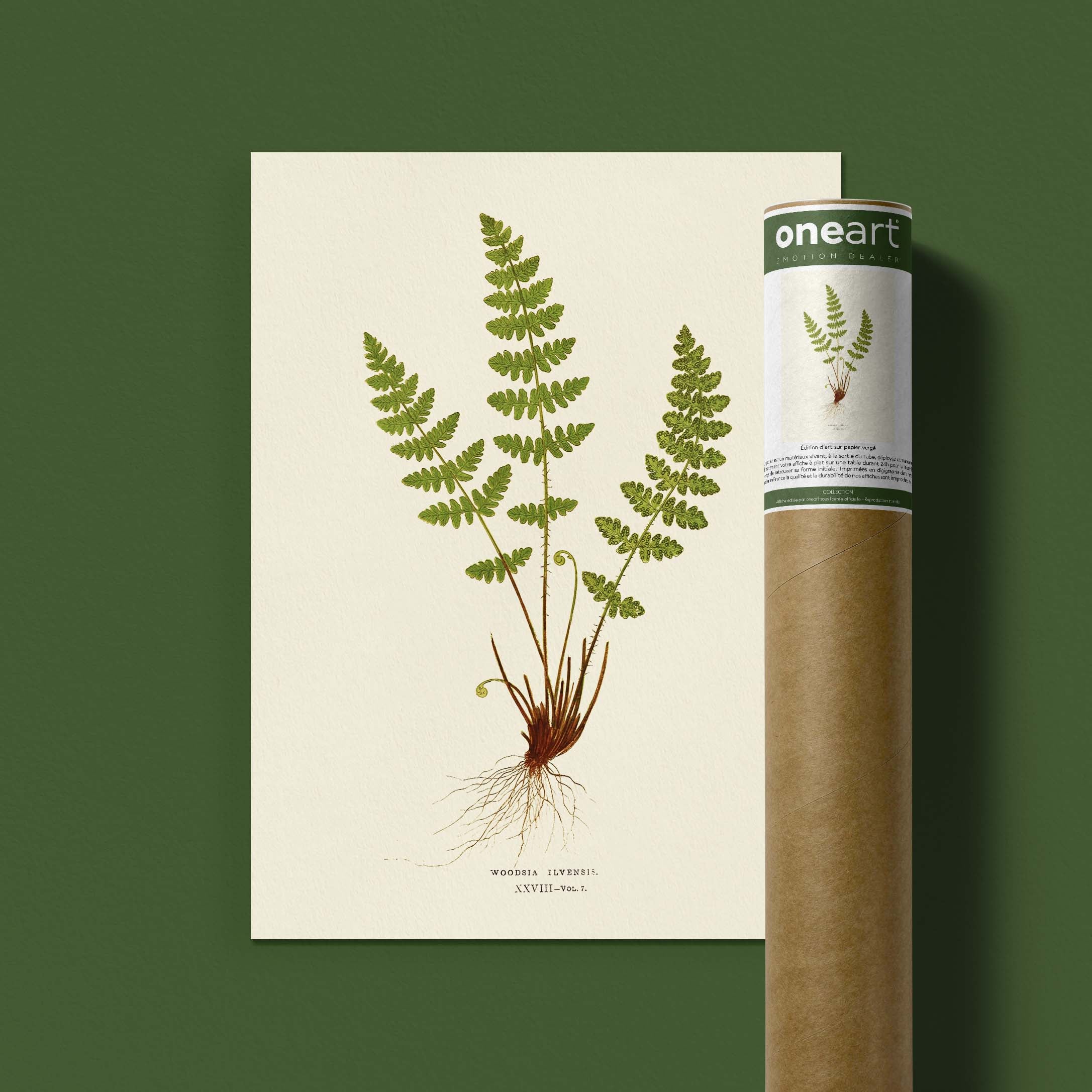 Planche botanique fougère - Woodsia ilvensis-oneart.fr