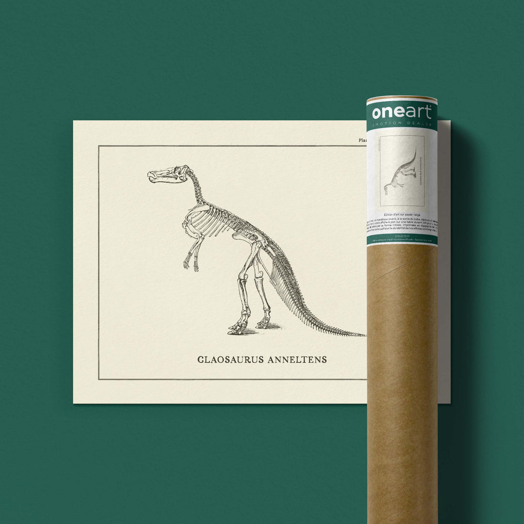 Affiche Dinosaure - Squelette de Claosaure