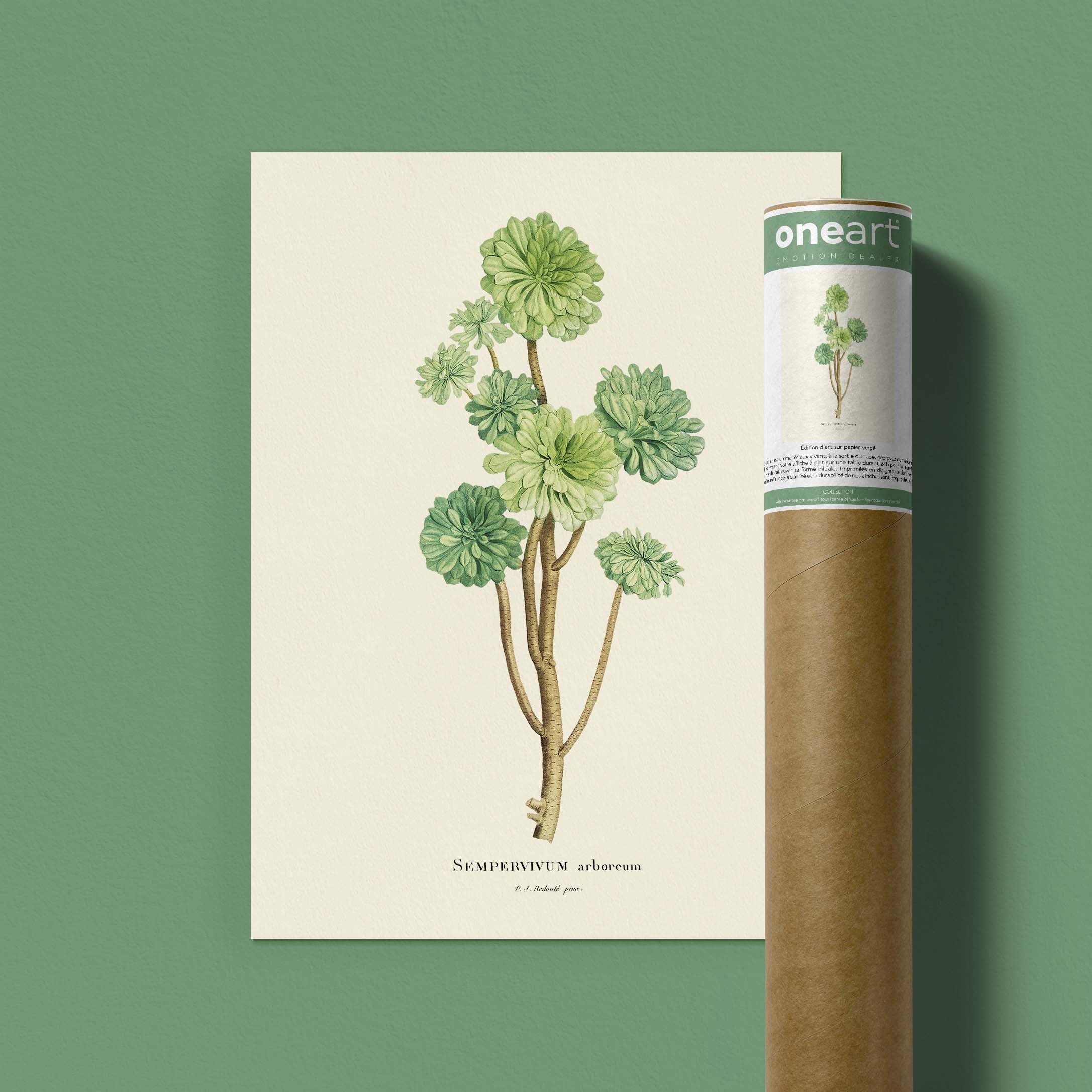 Planche botanique - Sempervivum arboreum-oneart.fr