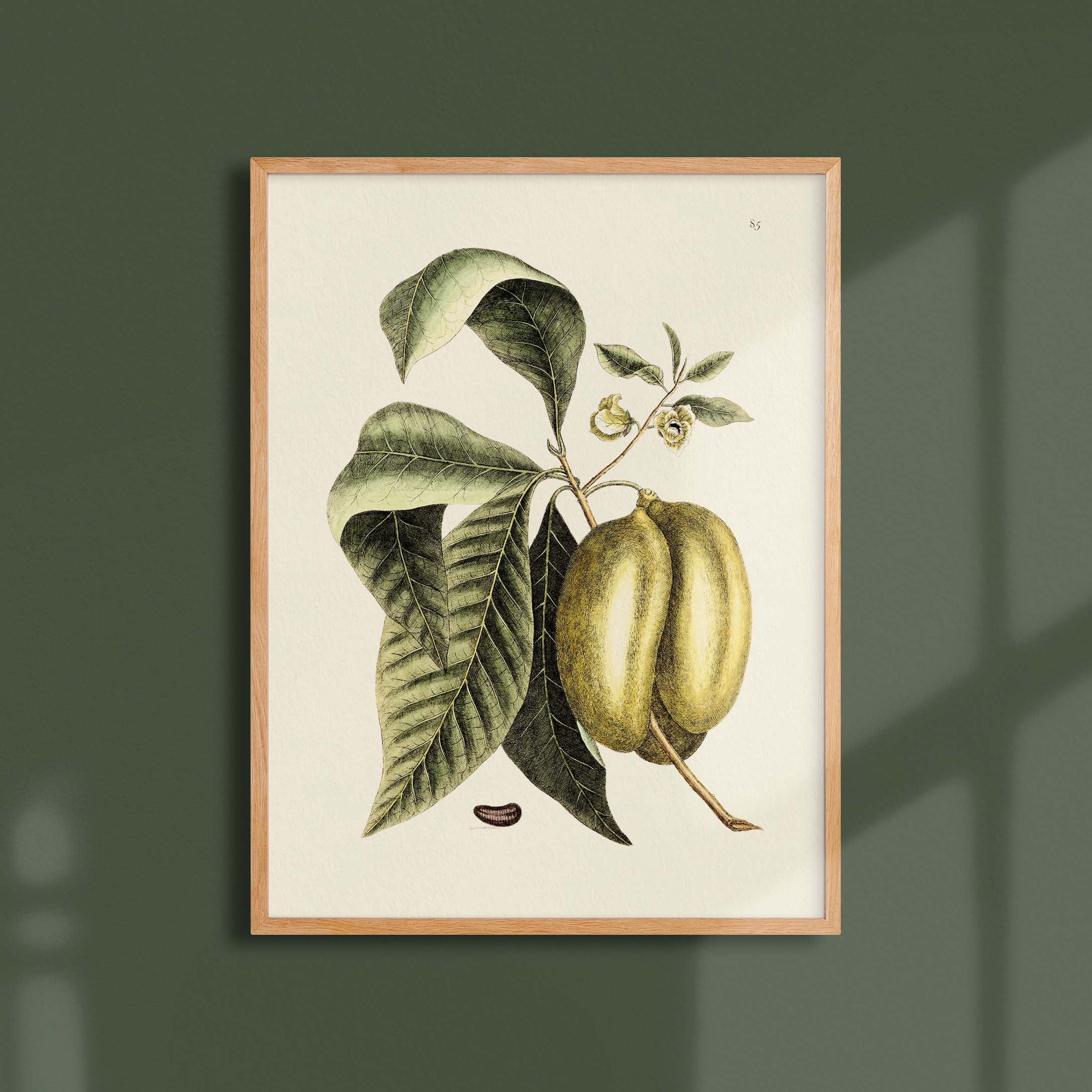 Planche botanique - Papaye-oneart.fr