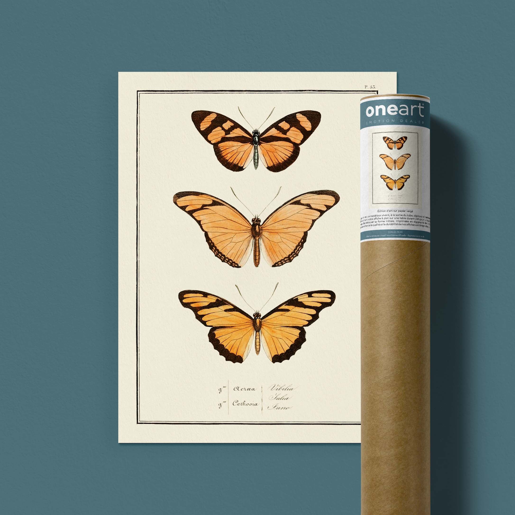 Planche d'entomologie Papillons - N°53-oneart.fr