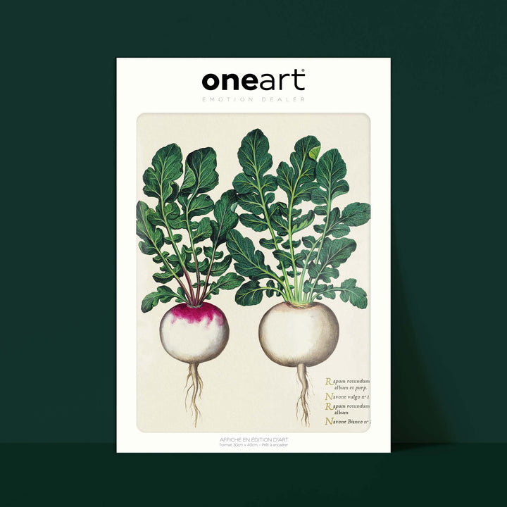 Planche botanique potager - Navets ronds