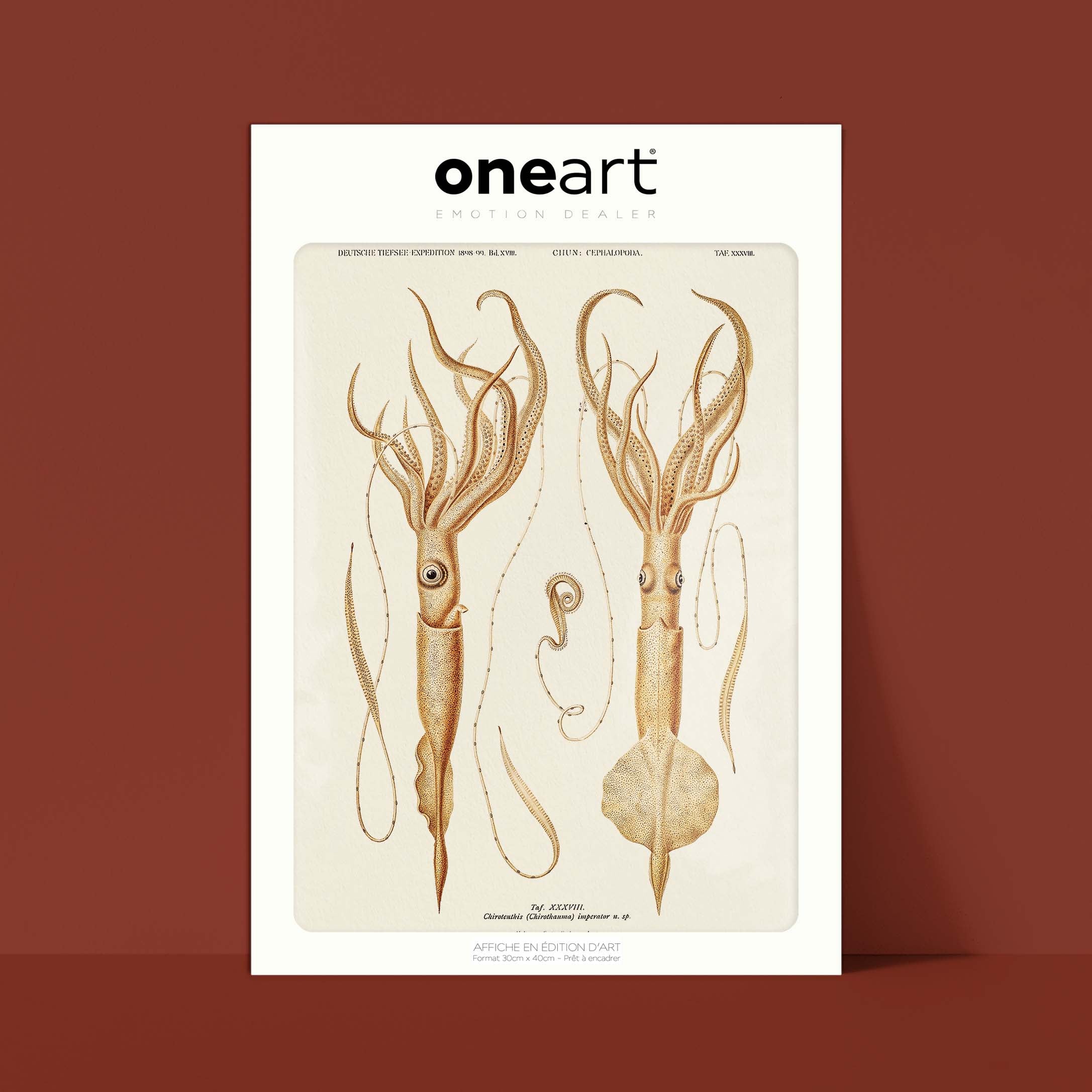 Affiche océan - Le calamar empereur-oneart.fr