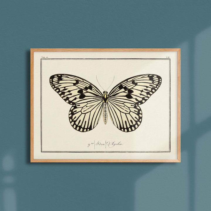 Planche d'entomologie Papillon -  N°48